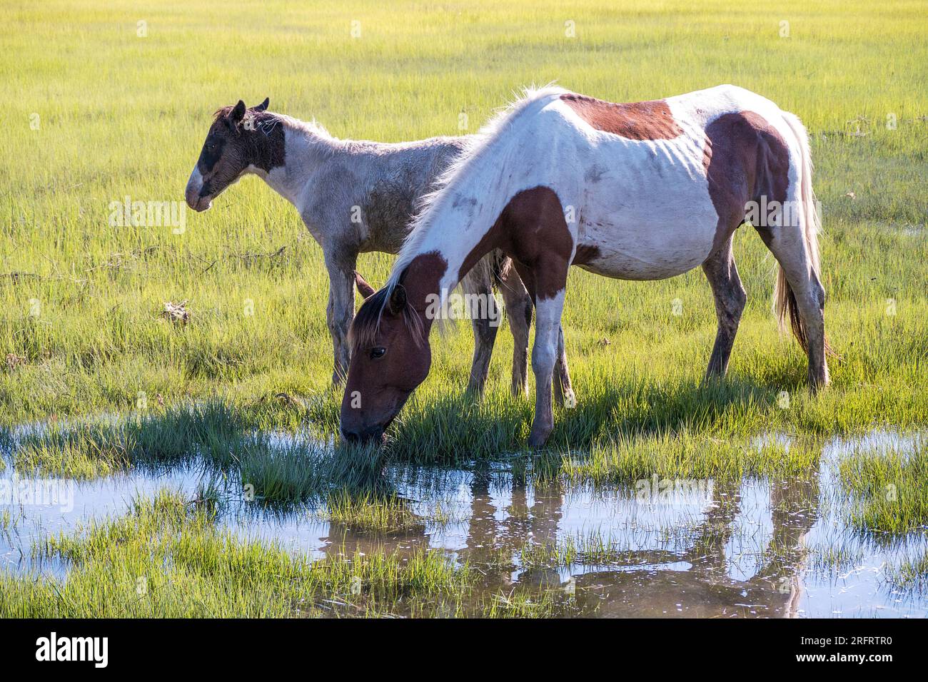 Poneys emblématiques de Chincoteague National Wildlife refuge Banque D'Images