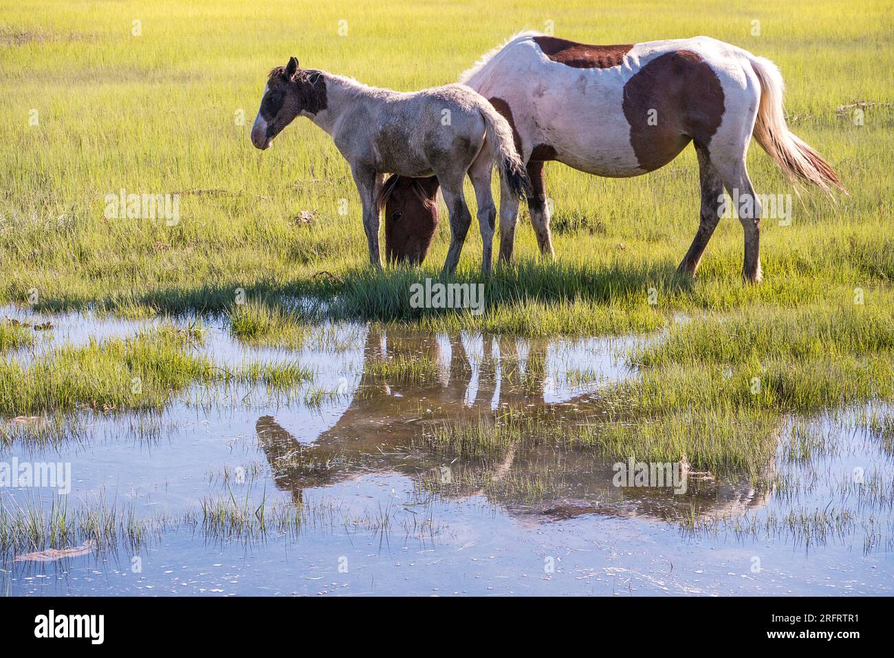 Poneys emblématiques de Chincoteague National Wildlife refuge Banque D'Images