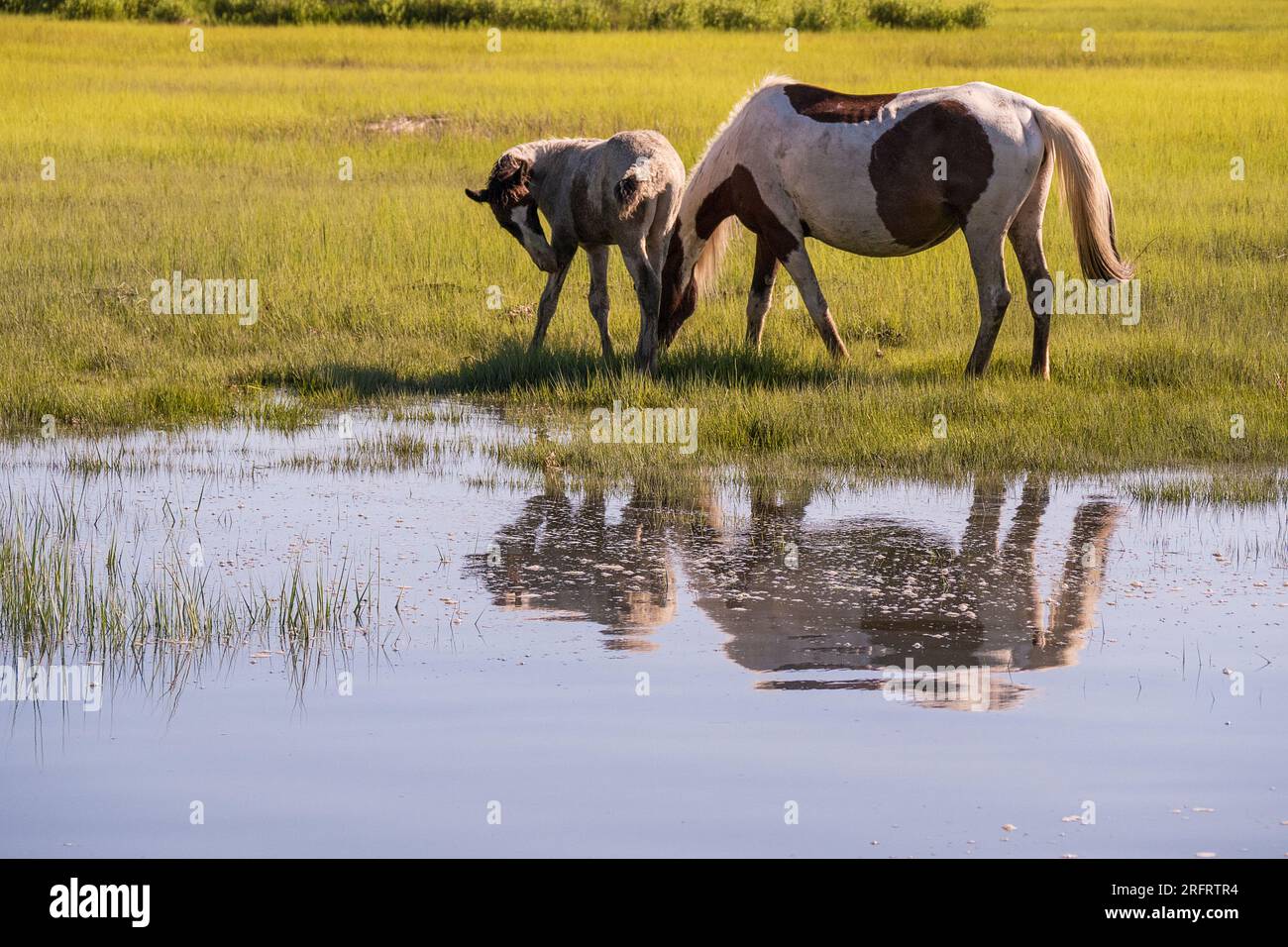 Poneys emblématiques de Chincoteague National Wildlife refuge Banque D'Images