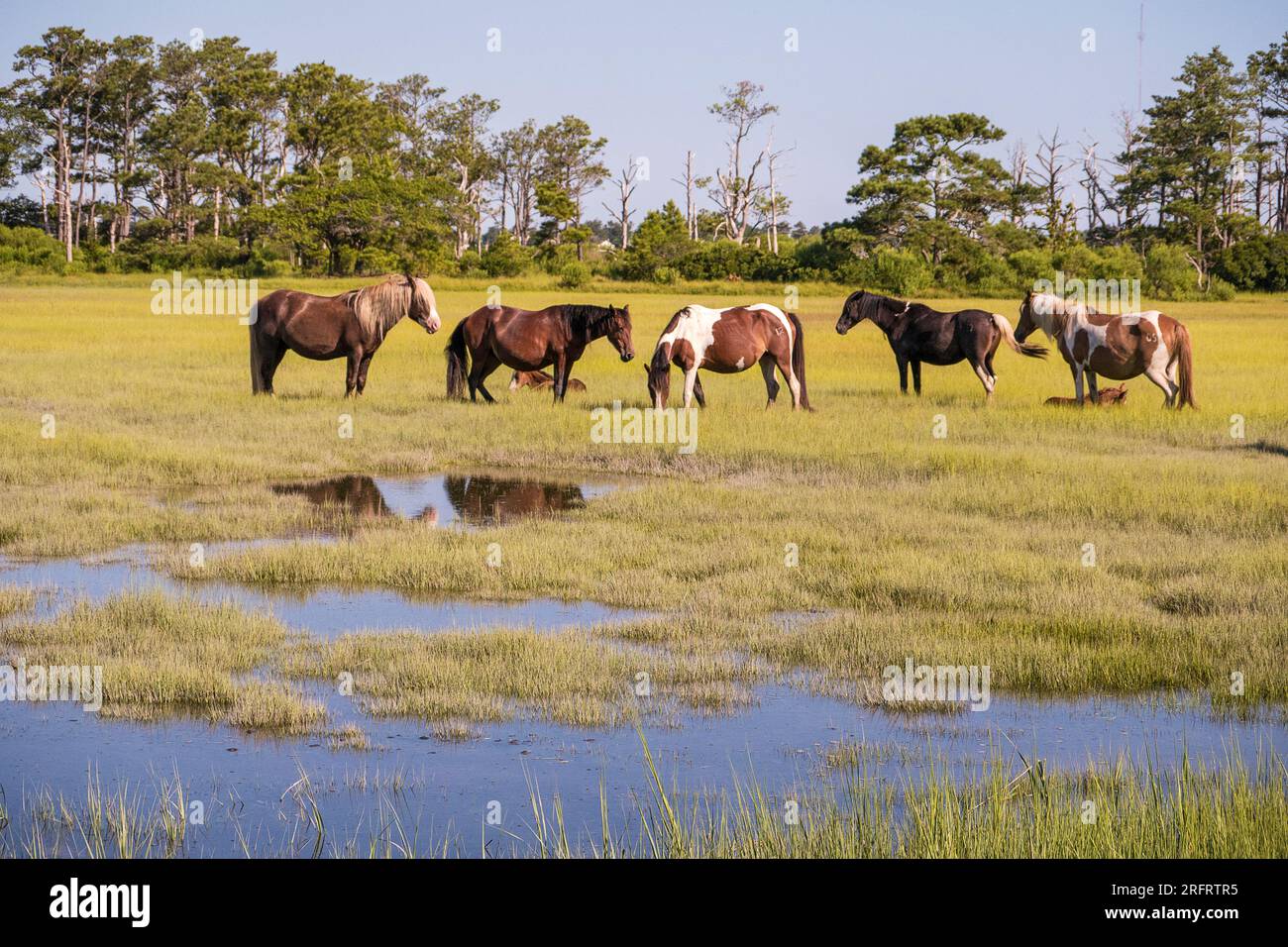 Poneys emblématiques de Chincoteague National Wildlife refuge Banque D'Images
