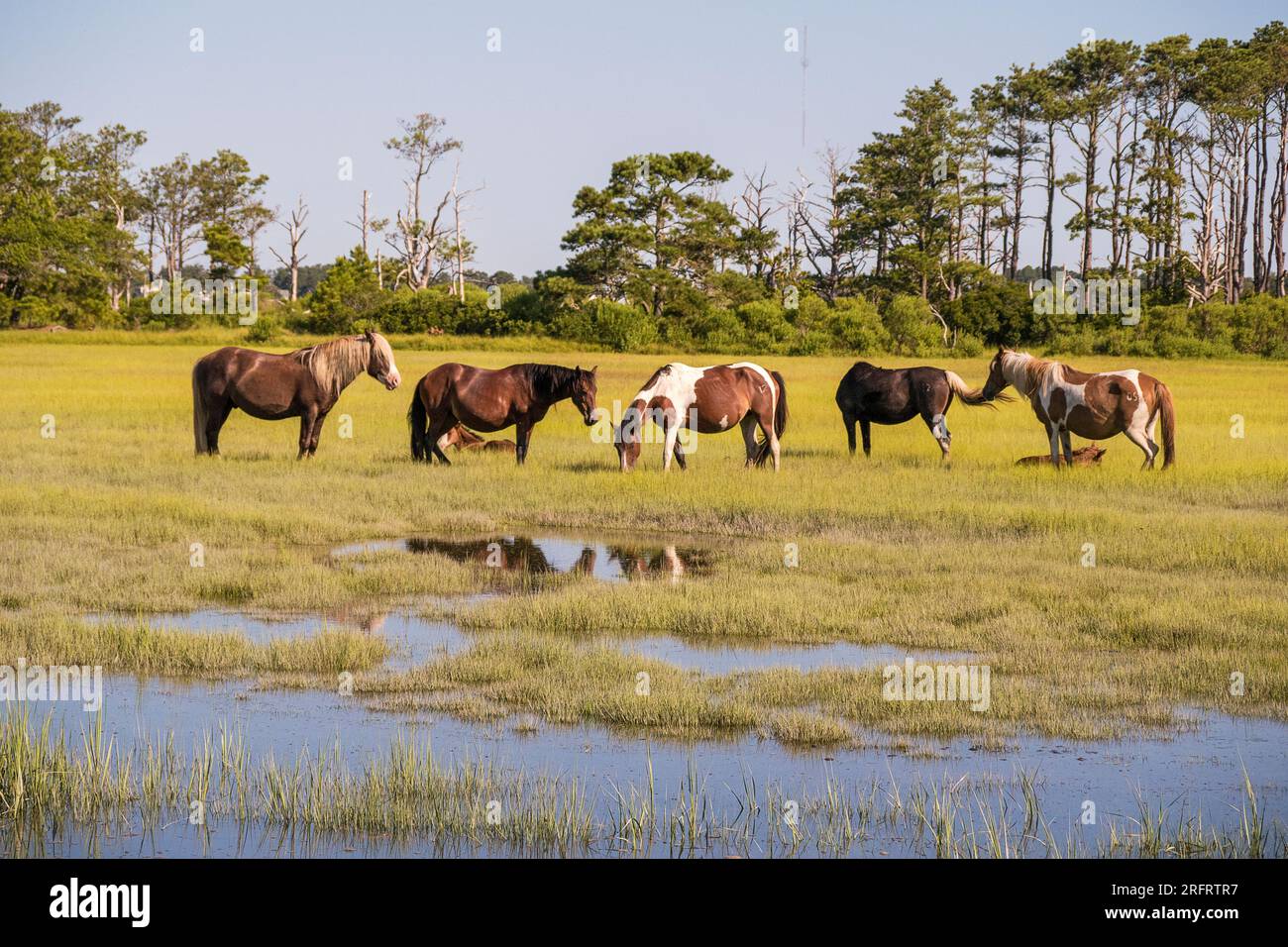 Poneys emblématiques de Chincoteague National Wildlife refuge Banque D'Images