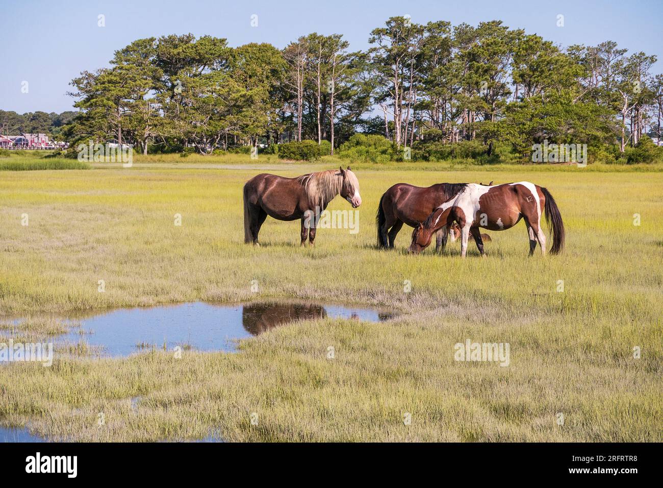 Poneys emblématiques de Chincoteague National Wildlife refuge Banque D'Images