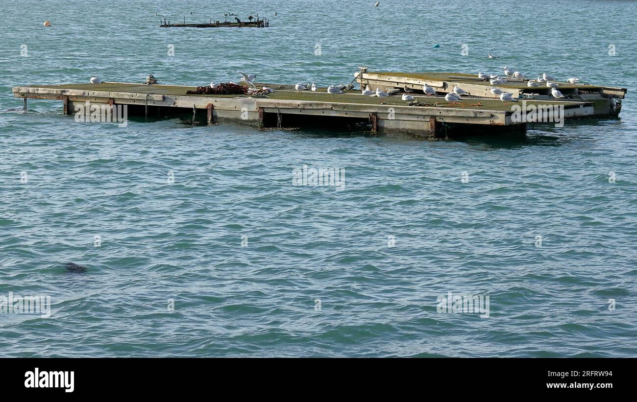 Une plate-forme en bois au milieu d'un lac calme, avec des mouettes au repos. Eau bleue, ondulations légères. Banque D'Images