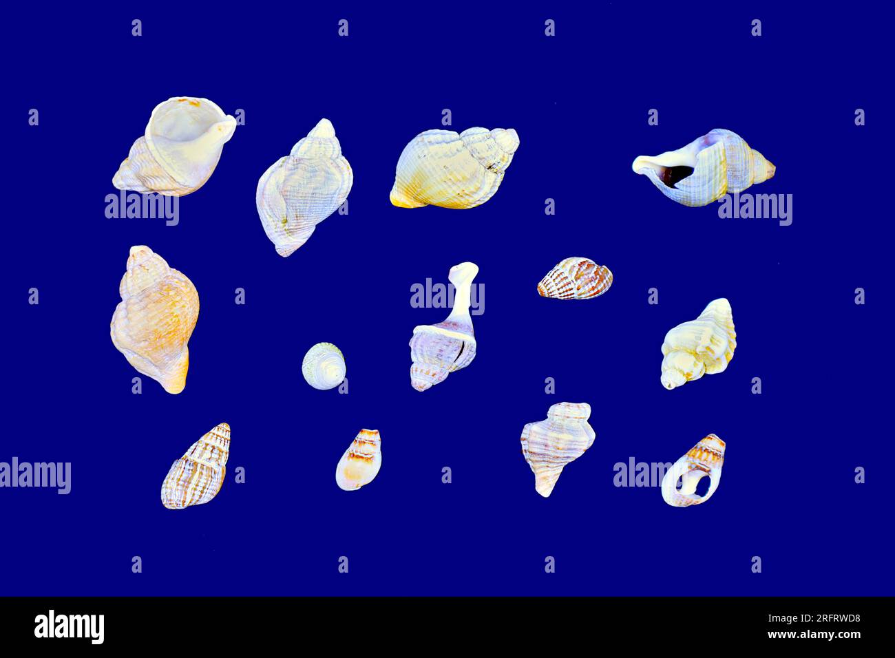 Arrangement de coquilles de conque principalement disposées sur un fond bleu foncé. Jaune, blanc, marron, orange. Nature morte. Banque D'Images