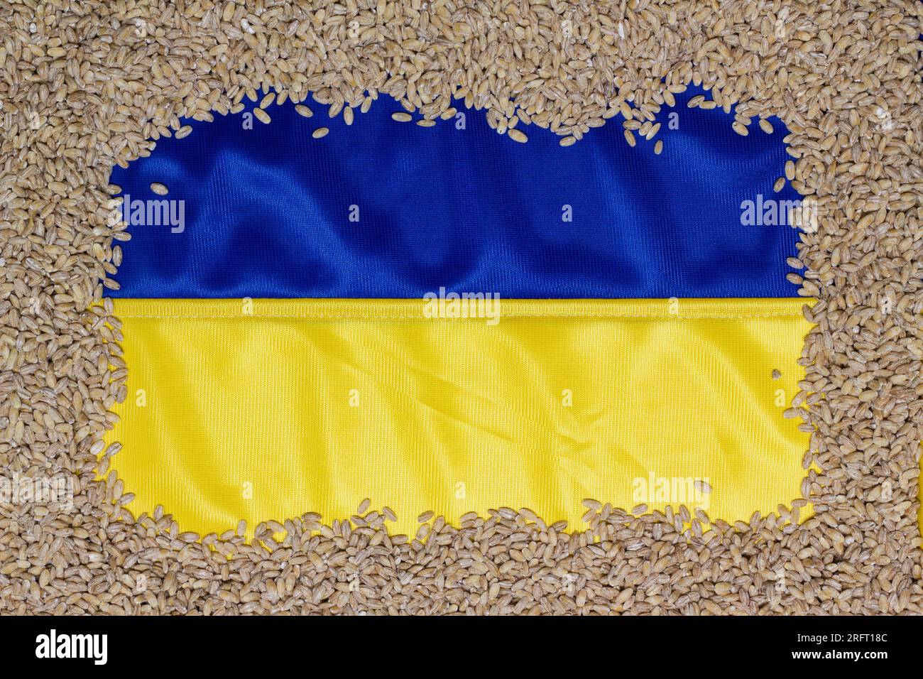 Grain ukrainien. Grains de blé sur le fond du drapeau ukrainien. Concept de corridor d'exportation de céréales ukrainiennes vers les pays affamés Banque D'Images