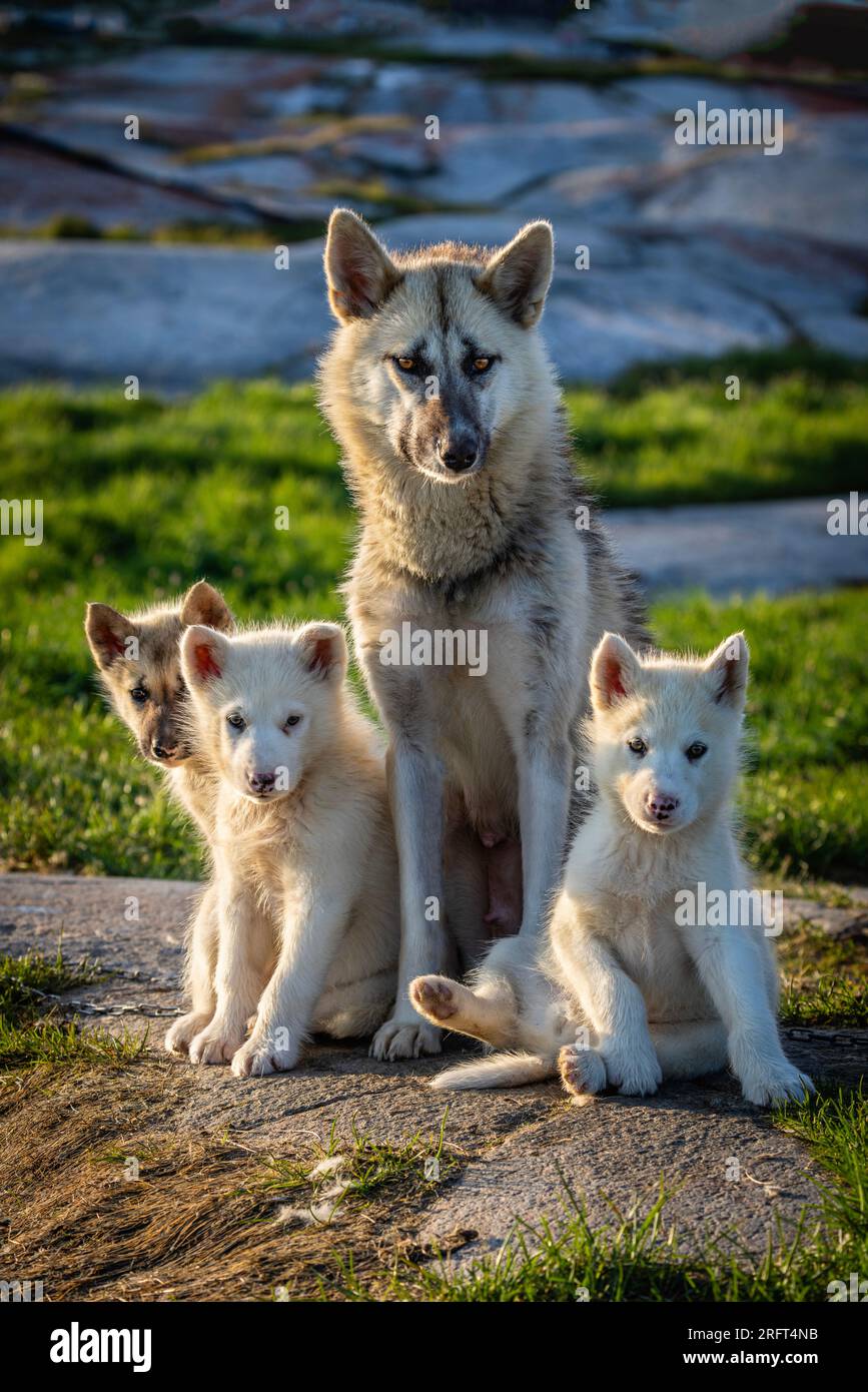 Chiots husky de traîneau groenlandais à Rodebay, village de Kitaa, Groenland Banque D'Images