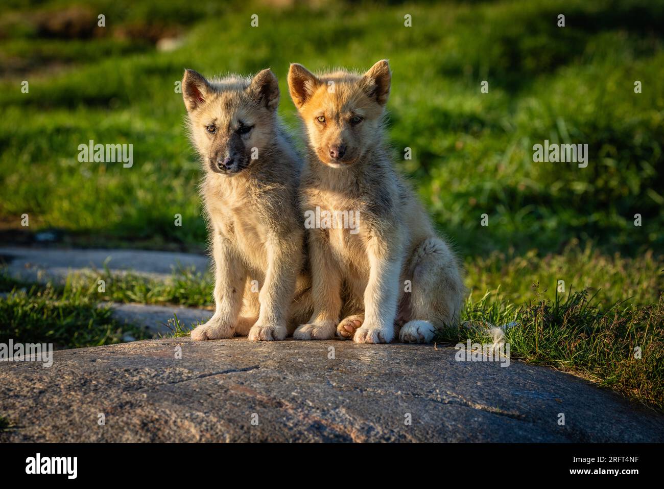 Chiots husky de traîneau groenlandais à Rodebay, village de Kitaa, Groenland Banque D'Images