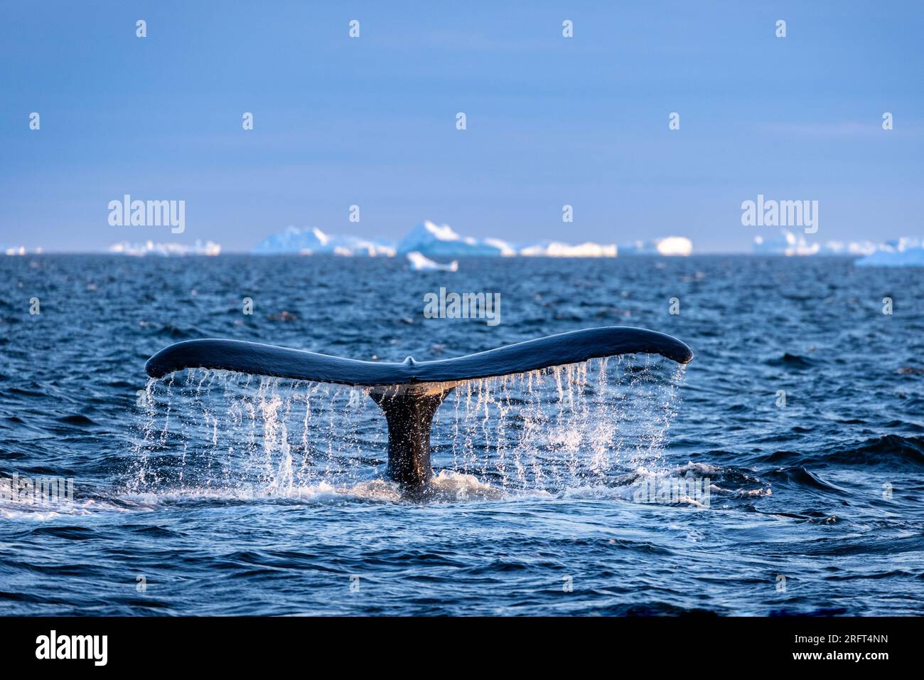 Baleine à bosse dans les eaux de Qeqertarsuup Tunua, baie de Disko, Groenland Banque D'Images