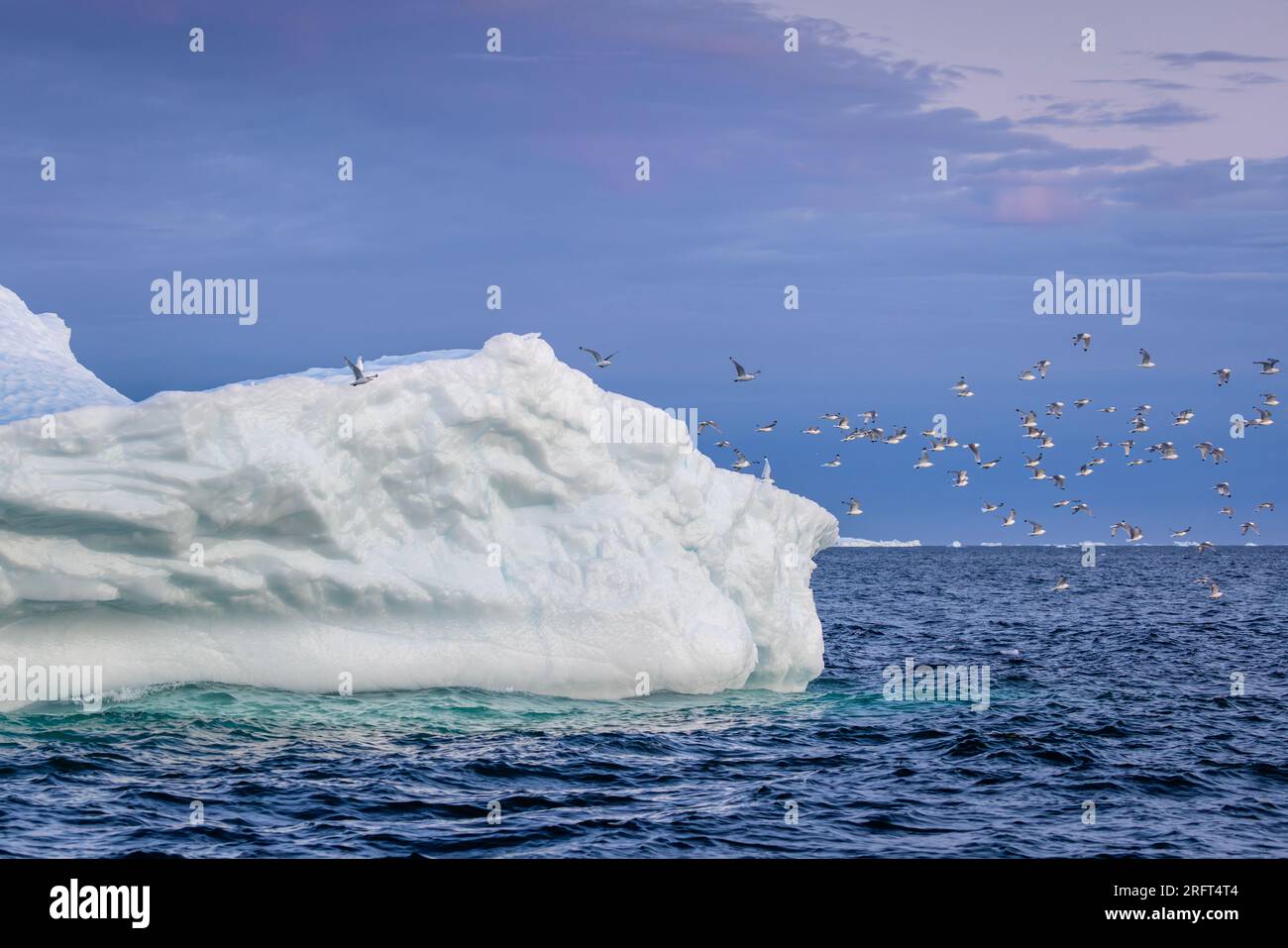 Mouettes prenant leur envol de l'iceberg au coucher du soleil dans la baie de Disko, Groenland Banque D'Images