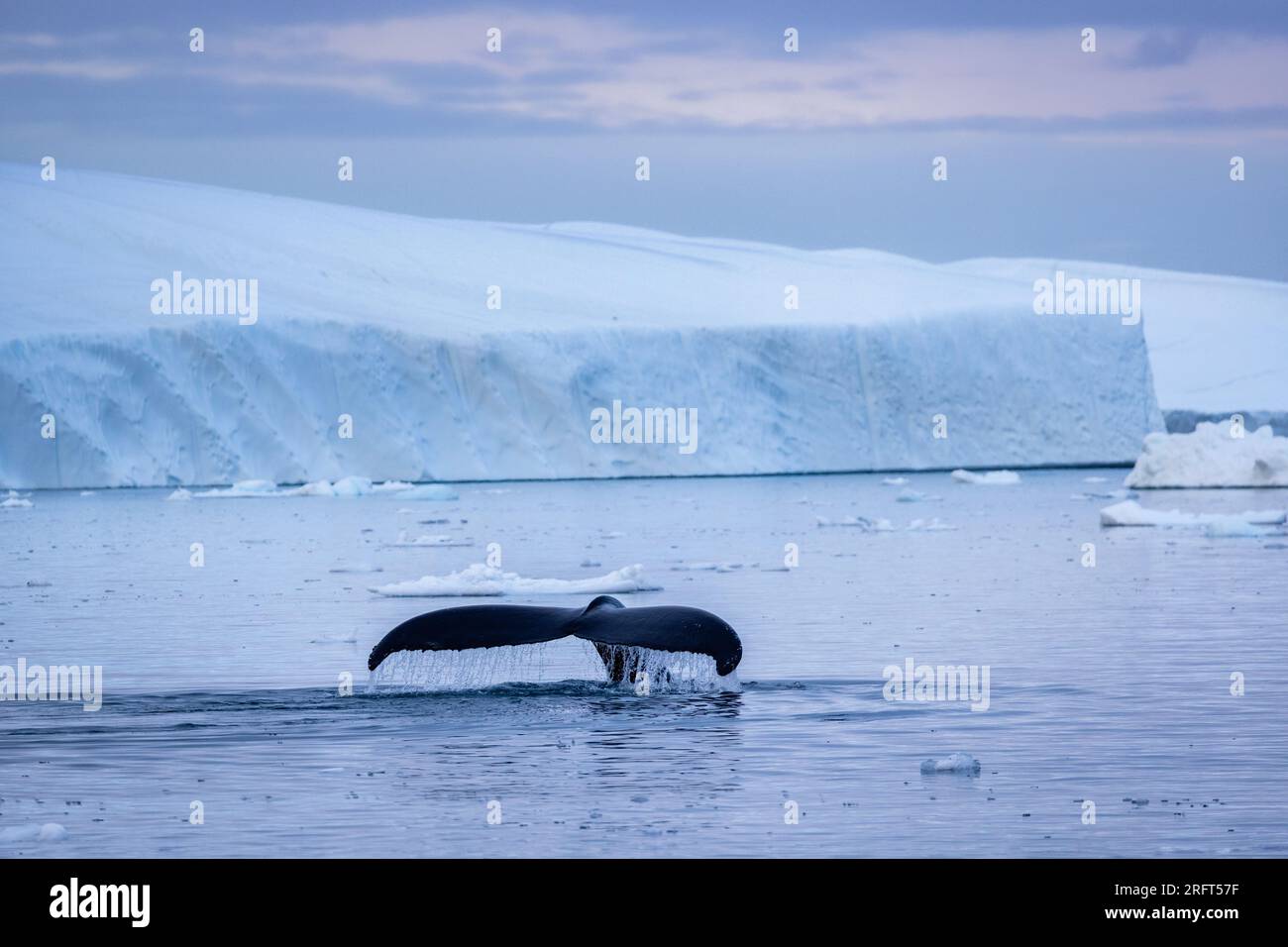 Baleines à bosse dans les eaux de Qeqertarsuup Tunua, baie de Disko, Groenland Banque D'Images