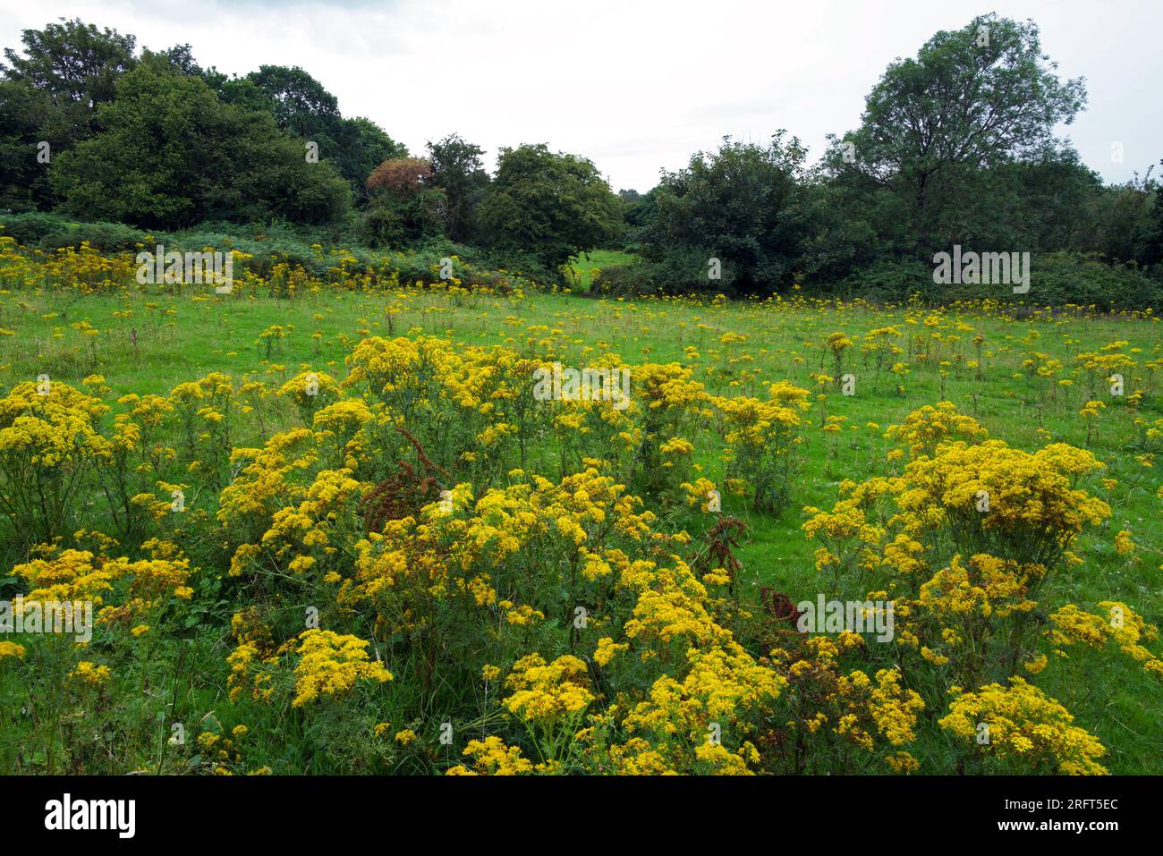 Ragwort (Jacobaea vulgaris) dans les champs près de Tregarth dans le nord du pays de Galles. La plante peut être nocive pour le bétail. Banque D'Images