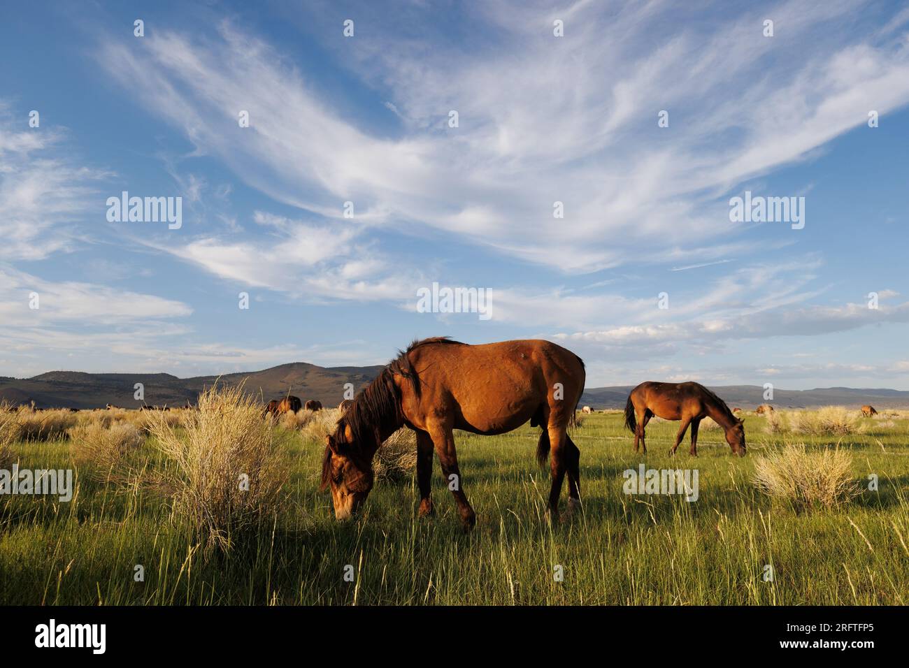 Comté de Mono, Californie. 22 juillet 2023. Vue latérale des chevaux sauvages illuminés par le soleil de fin d'après-midi dans un pâturage à l'est de Mono Lake, Californie. Banque D'Images