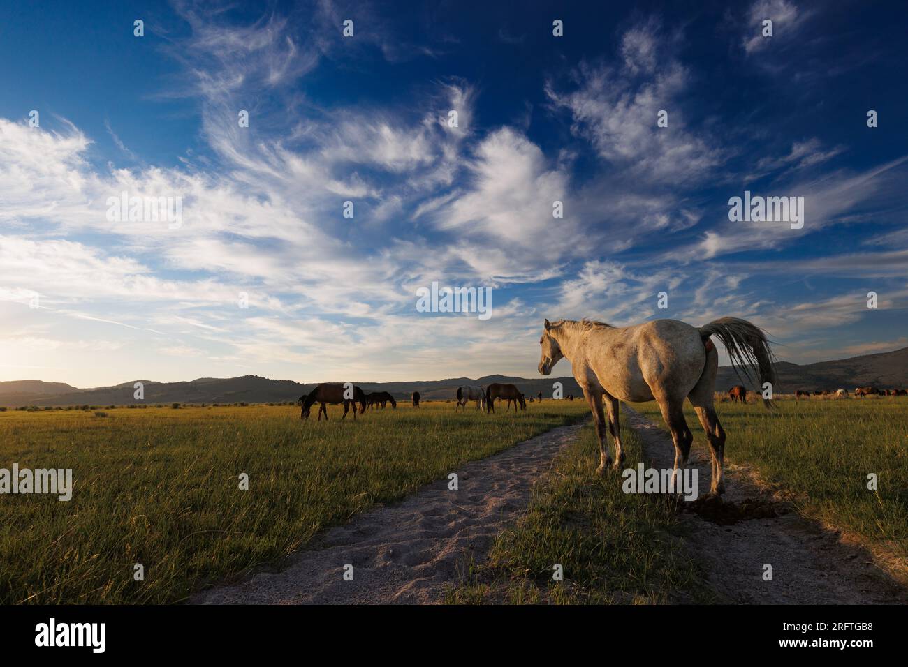 Comté de Mono, Californie. 22 juillet 2023. Vue latérale des chevaux sauvages illuminés par le soleil de fin d'après-midi dans un pâturage à l'est de Mono Lake, Californie. Banque D'Images