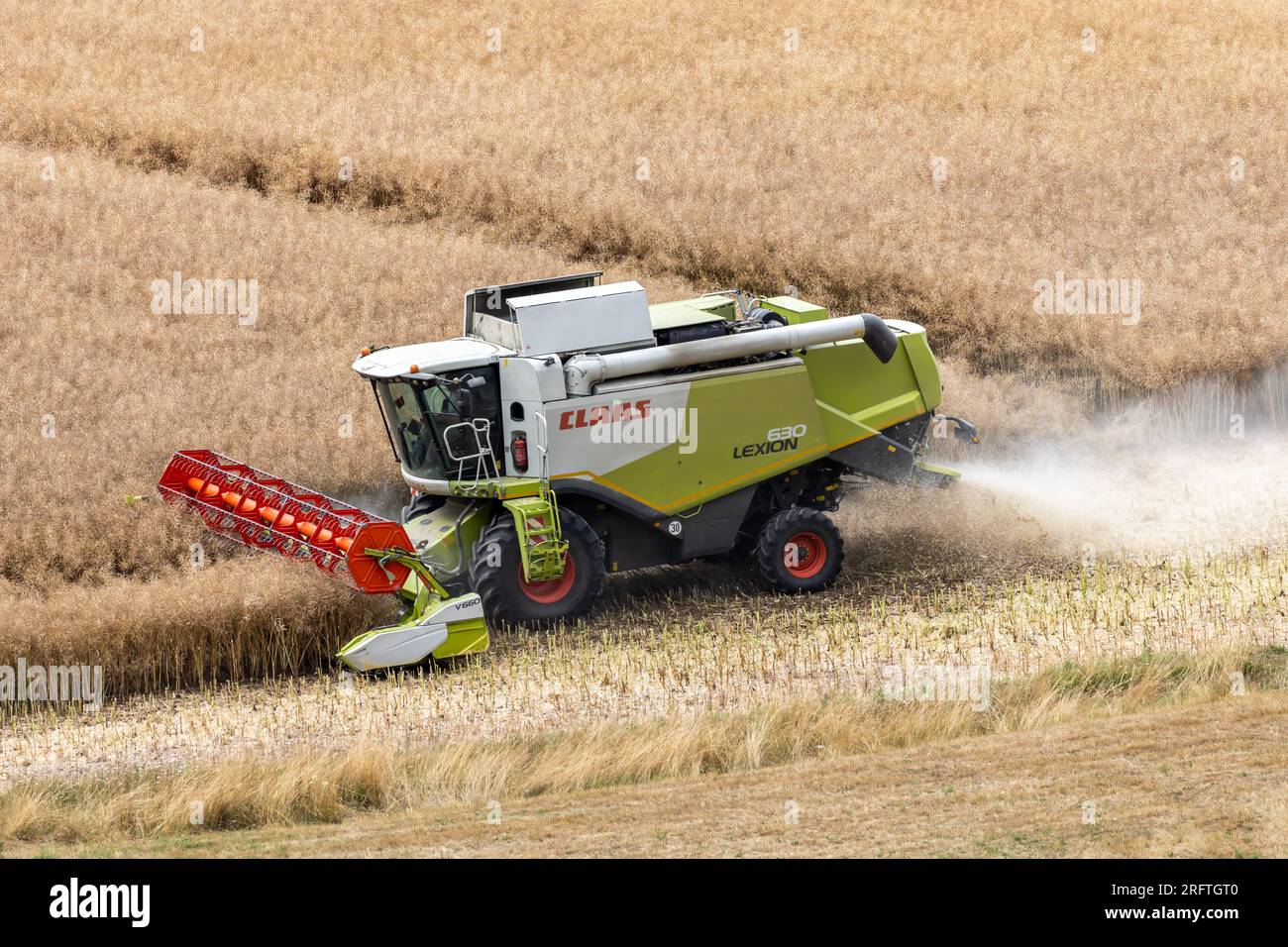 Une moissonneuse-batteuse Claas Lexion 630 récolte le colza dans un champ Banque D'Images