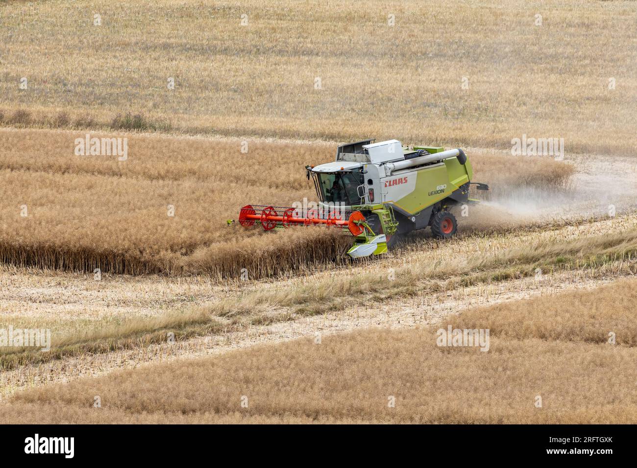 Une moissonneuse-batteuse Claas Lexion 630 récolte le colza dans un champ Banque D'Images