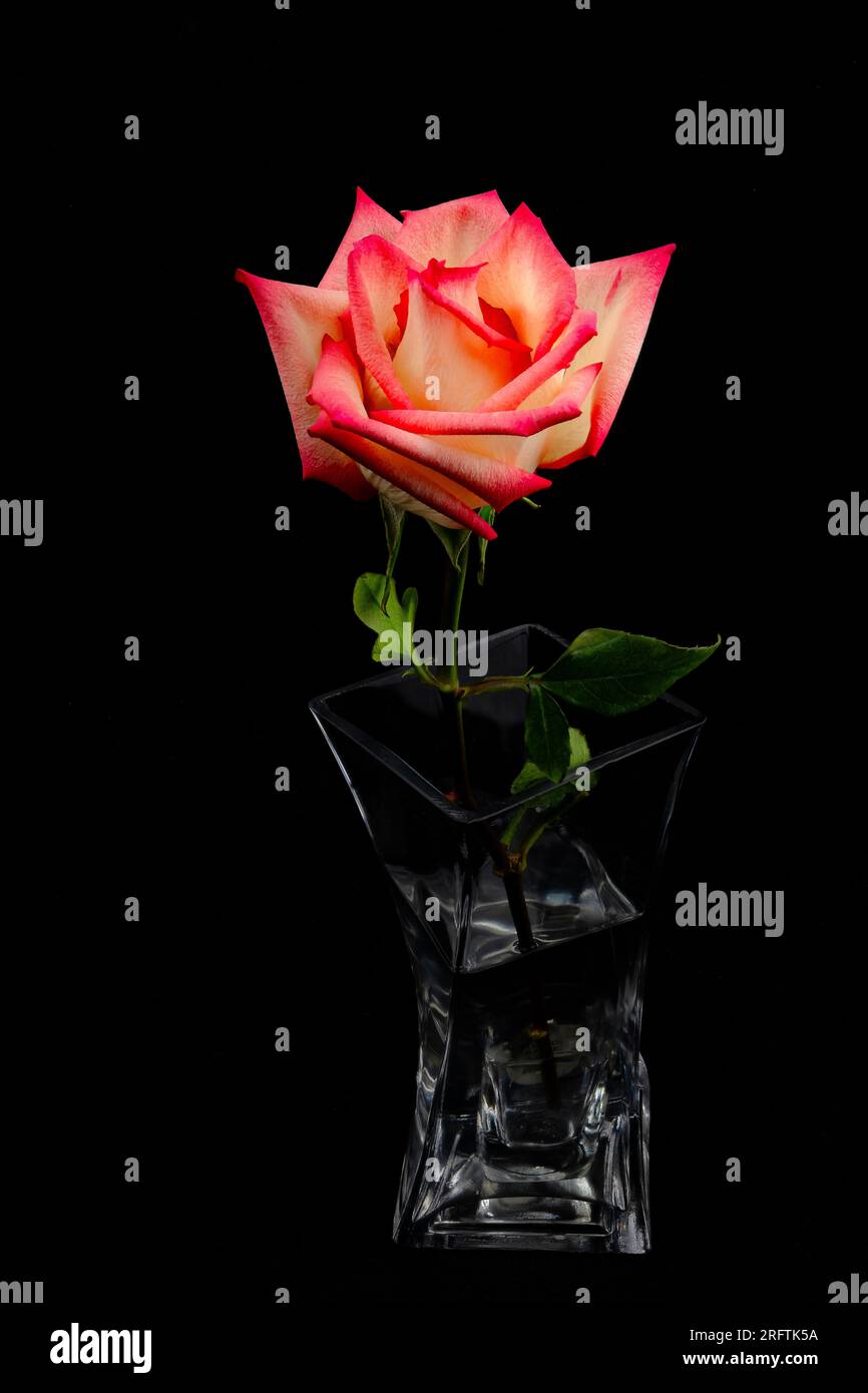 Roses rouges et blanches et blanches avec des feuilles vertes sur un fond sombre et mystérieux. Une des roses rouges et blanches est dans un vase transparent tordu. Banque D'Images