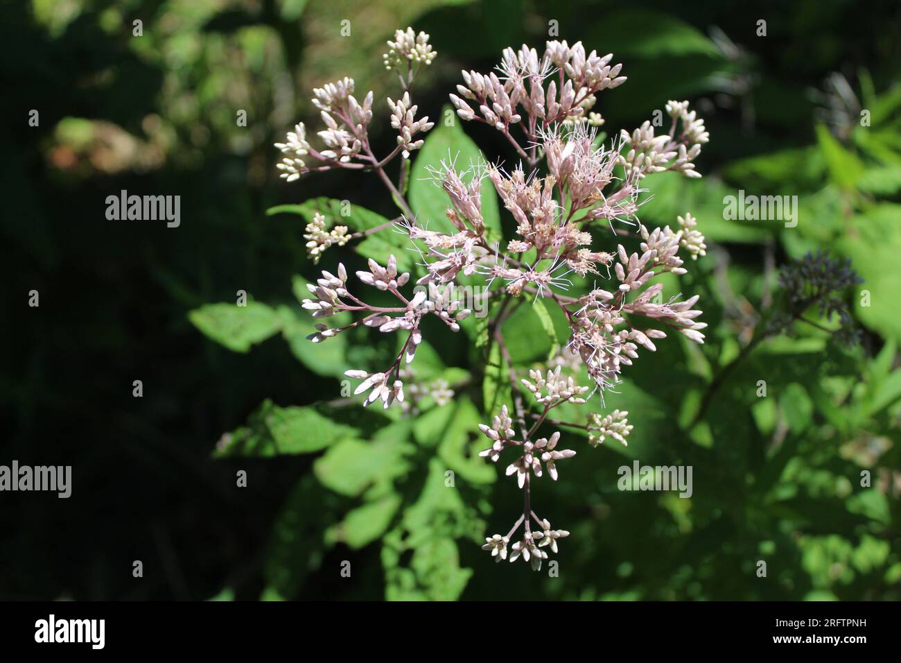 Gros plan de l'inflorescence des mauvaises herbes Joe Pye à somme Woods à Northbrook, Illinois Banque D'Images