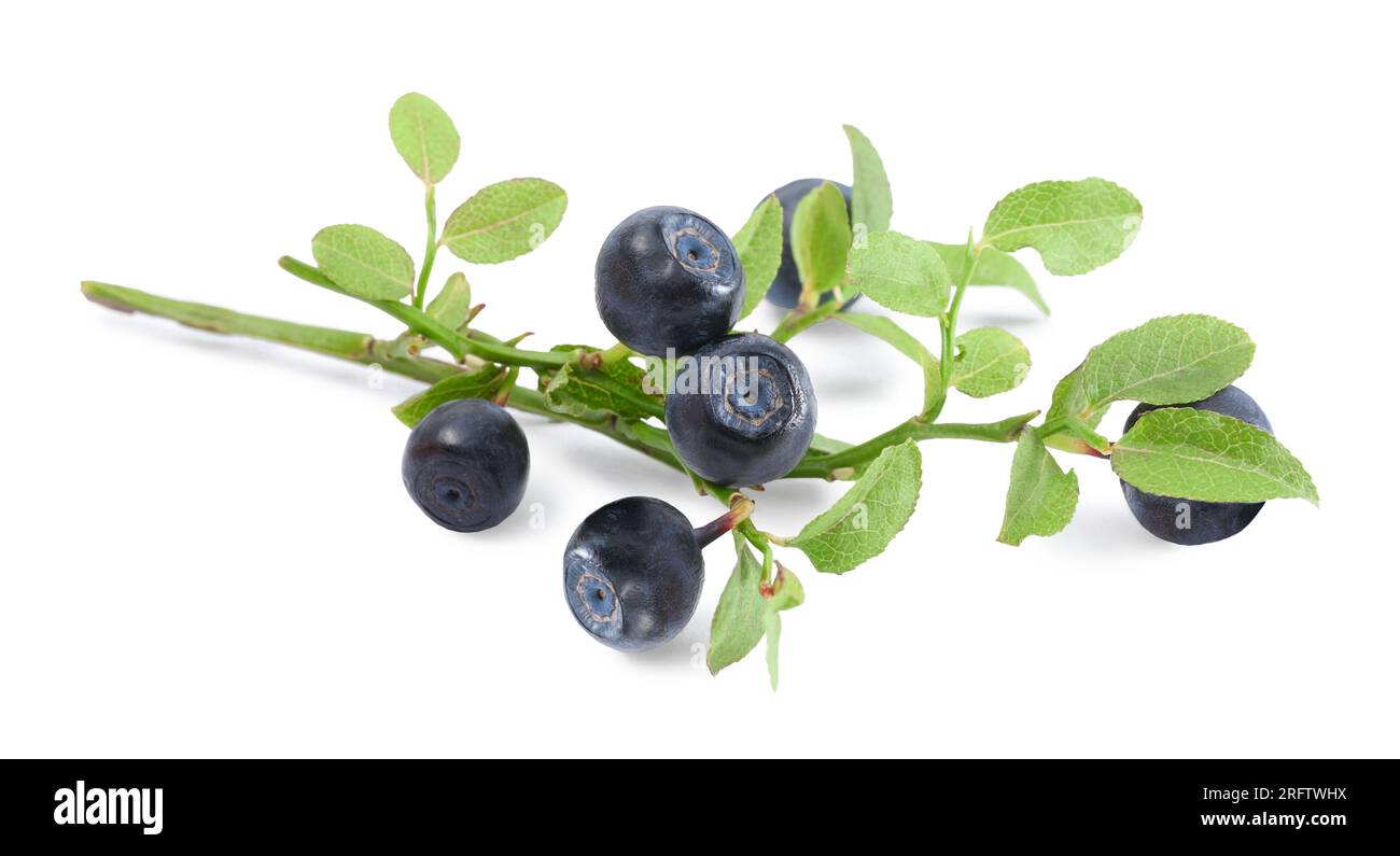 Branche avec myrtilles mûres et feuilles vertes isolées sur blanc Banque D'Images