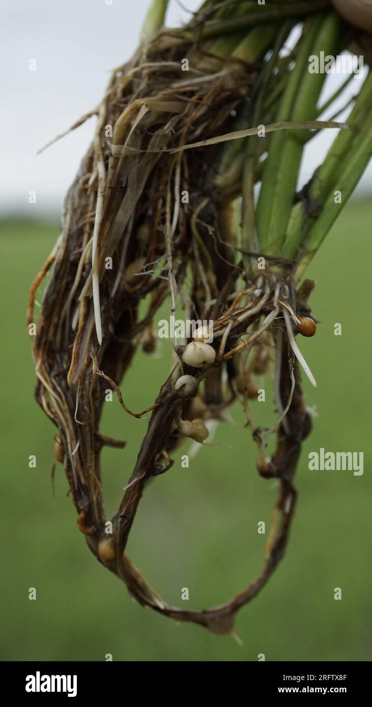 Nœud racine de nématode de riz Banque D'Images