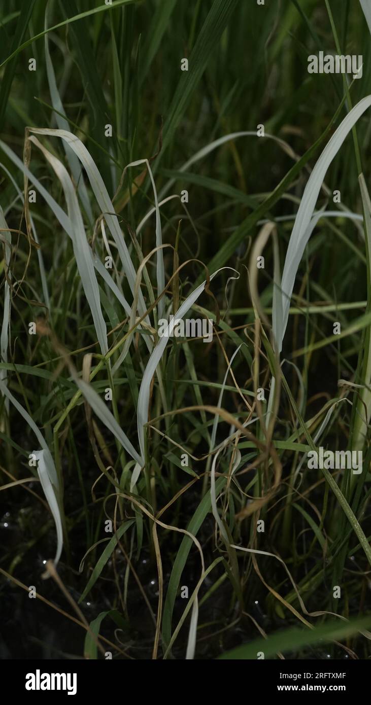 Herbicide de riz application symptômes de mauvaises herbes chlorose Banque D'Images