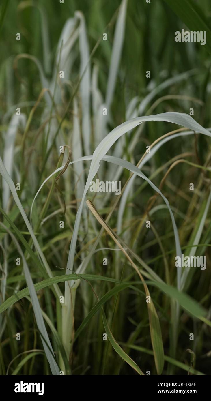 Herbicide de riz application symptômes de mauvaises herbes chlorose Banque D'Images