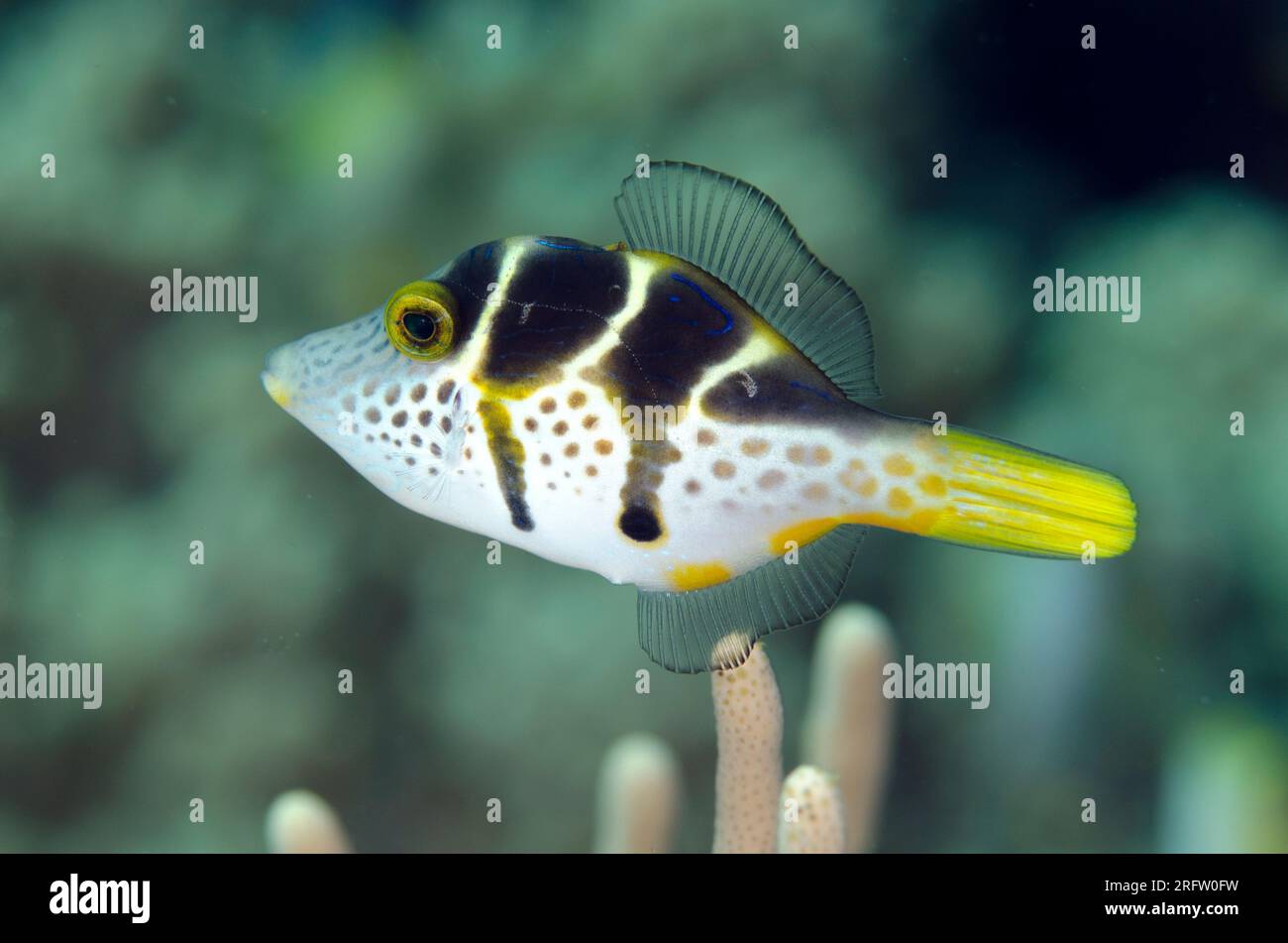 Imitez Filefish, Paraluteres prionurus, qui imite le très toxique Puffer selled Puffer, Canthigaster valentini, Tanjung Muara site de plongée, S. Banque D'Images