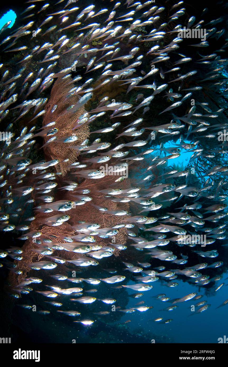 École de balayeuses argentées, Pempheris sp, autour du corail à l'intérieur du navire USAT Liberty, site de plongée Liberty Wreck, Tulamben, Karangasem, Bali, Indonésie Banque D'Images