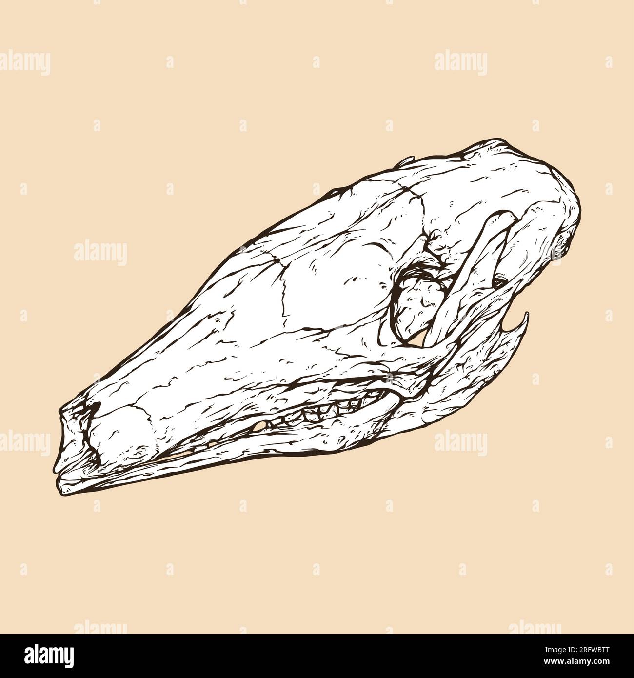 illustration vectorielle de tête de crâne d'aardvark Illustration de Vecteur