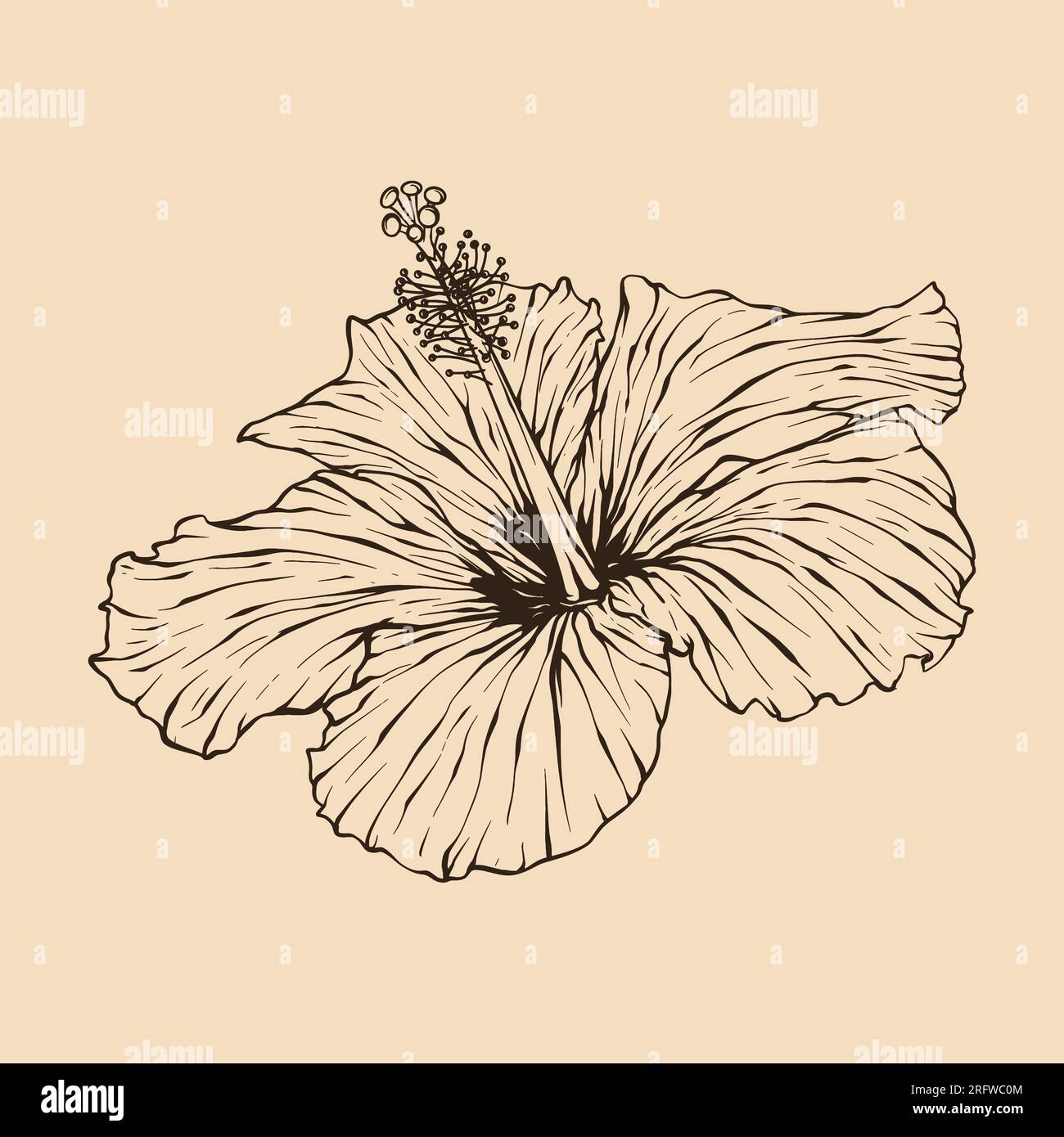 Illustration vectorielle de fleur d'hibiscus avec dessin au trait Illustration de Vecteur