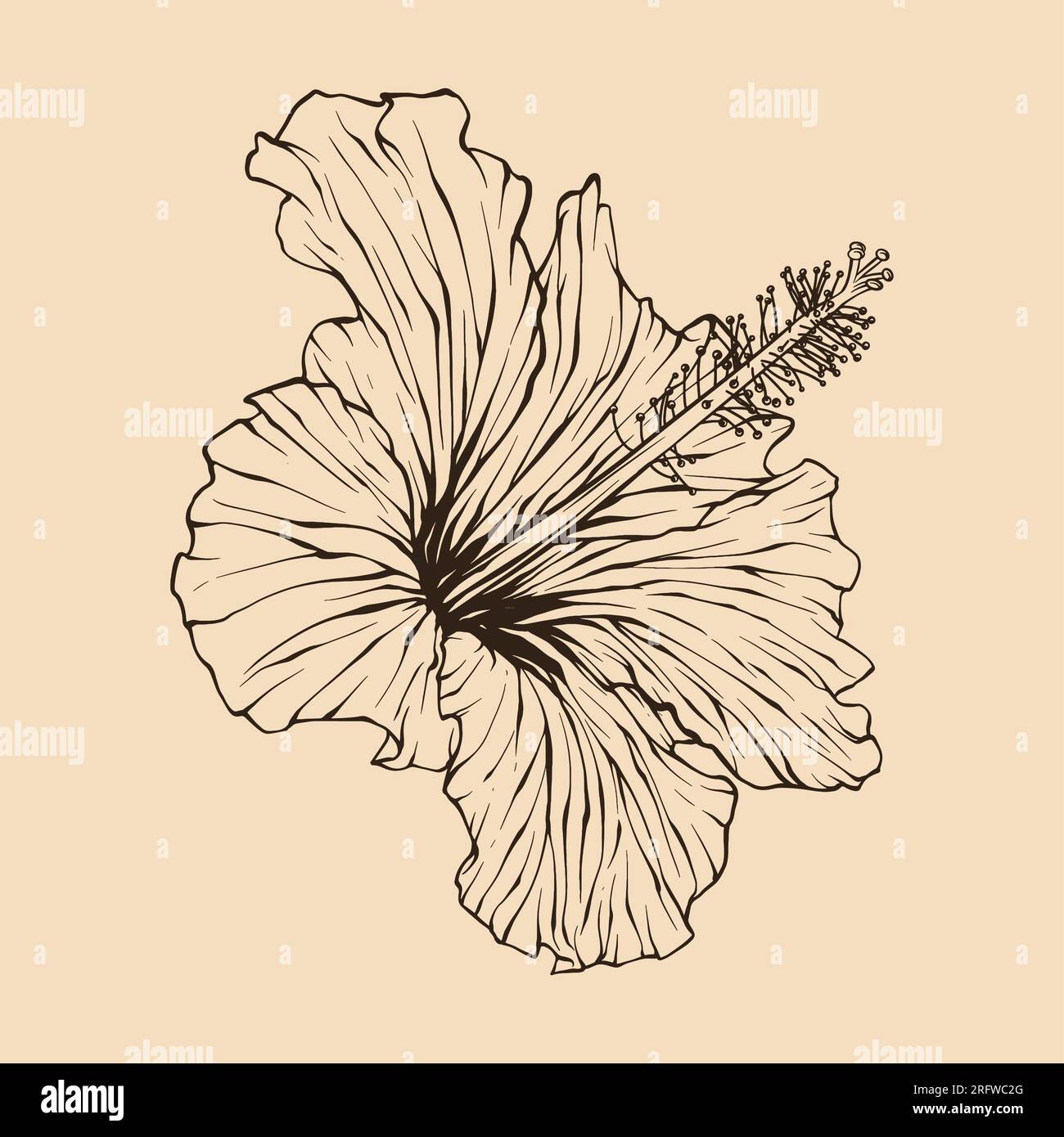Illustration vectorielle de fleur d'hibiscus avec dessin au trait Illustration de Vecteur