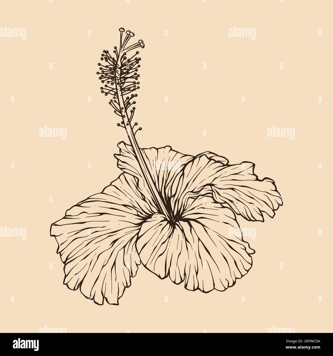 Illustration vectorielle de fleur d'hibiscus avec dessin au trait Illustration de Vecteur
