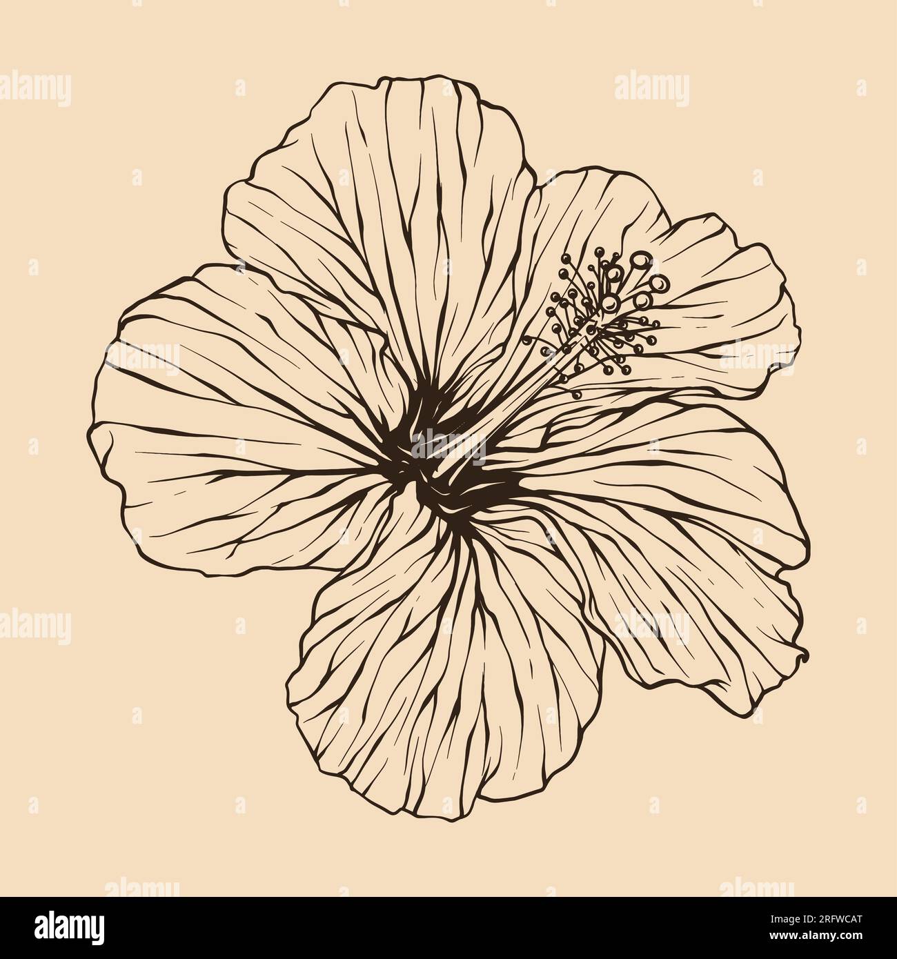 Illustration vectorielle de fleur d'hibiscus avec dessin au trait Illustration de Vecteur