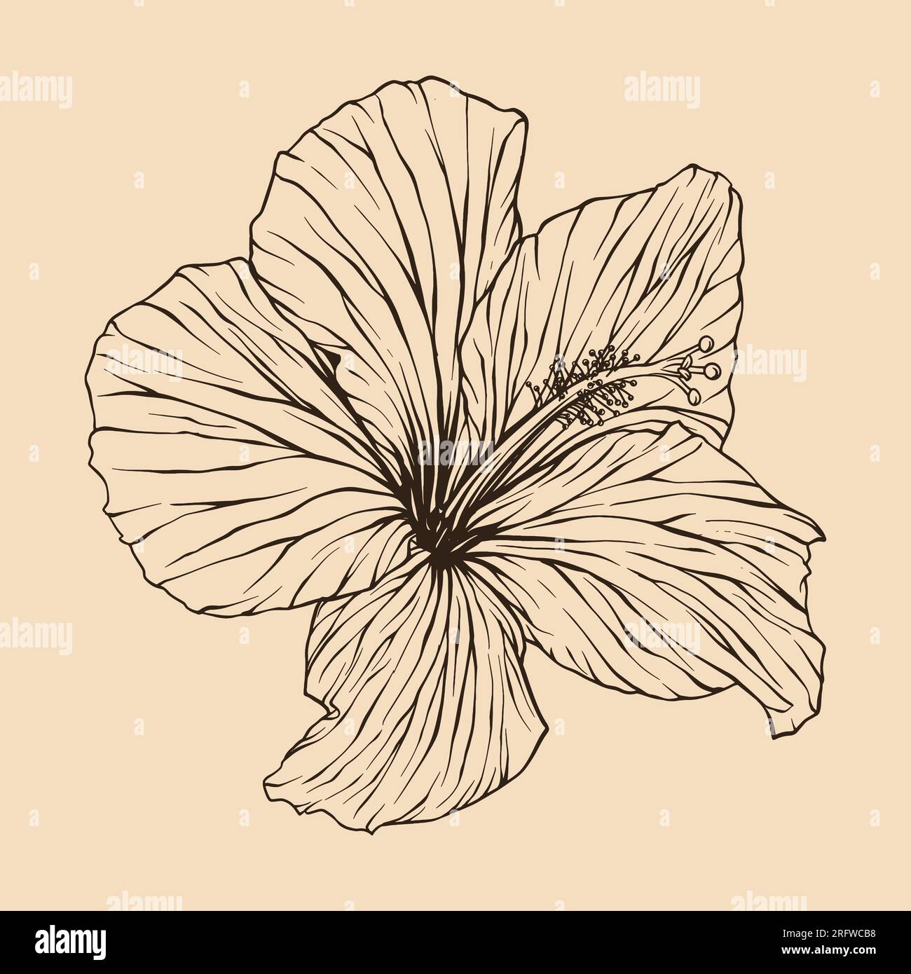 Illustration vectorielle de fleur d'hibiscus avec dessin au trait Illustration de Vecteur
