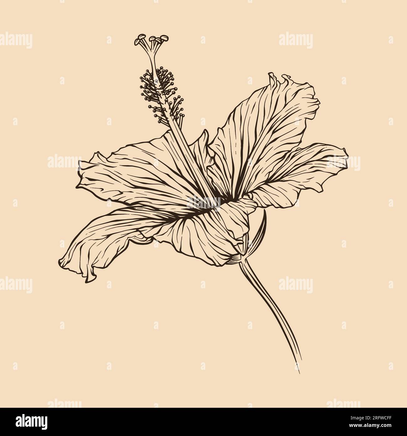 Illustration vectorielle de fleur d'hibiscus avec dessin au trait Illustration de Vecteur