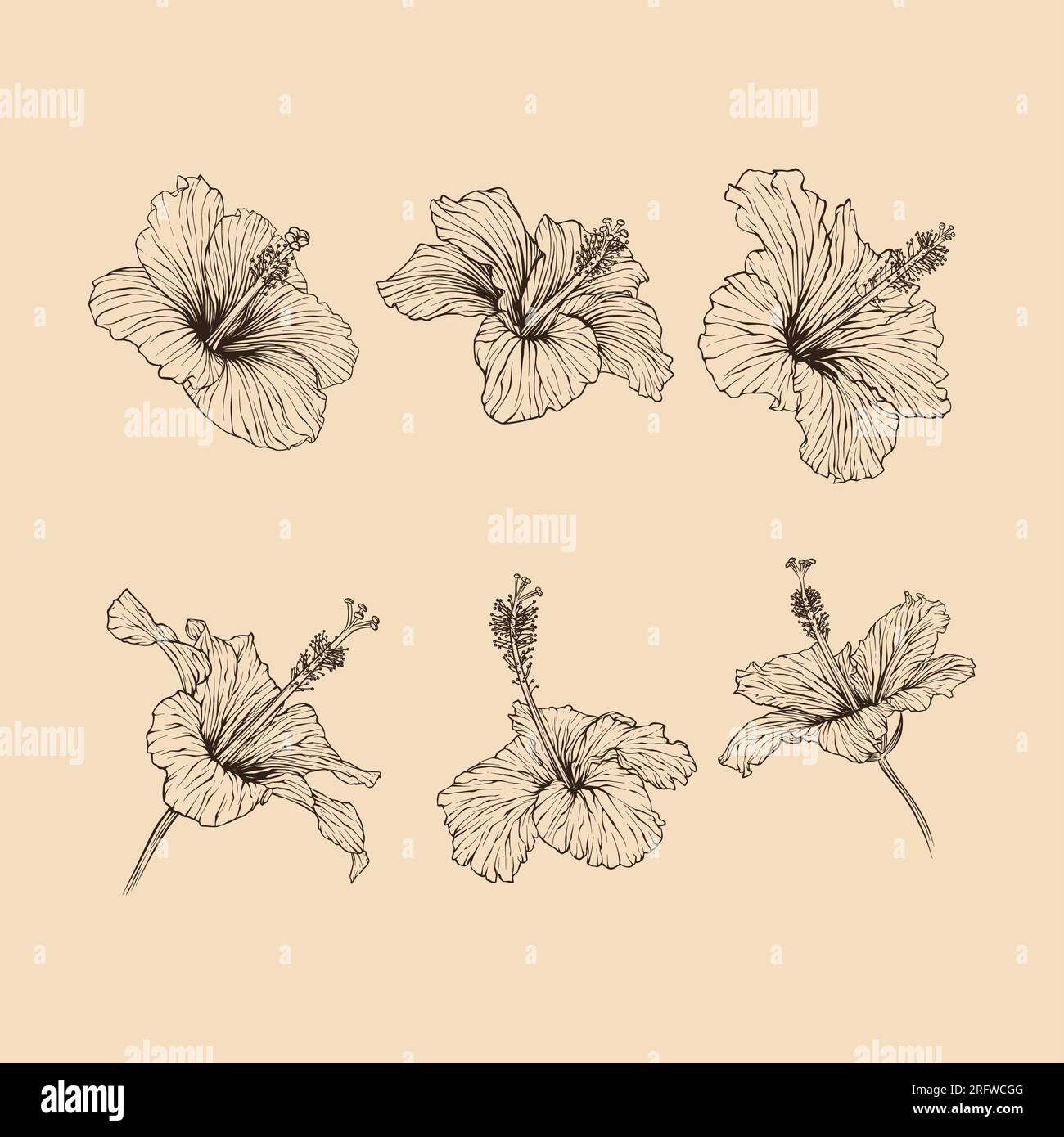 Définir l'illustration vectorielle de collection de fleurs hibiscus avec dessin au trait Illustration de Vecteur