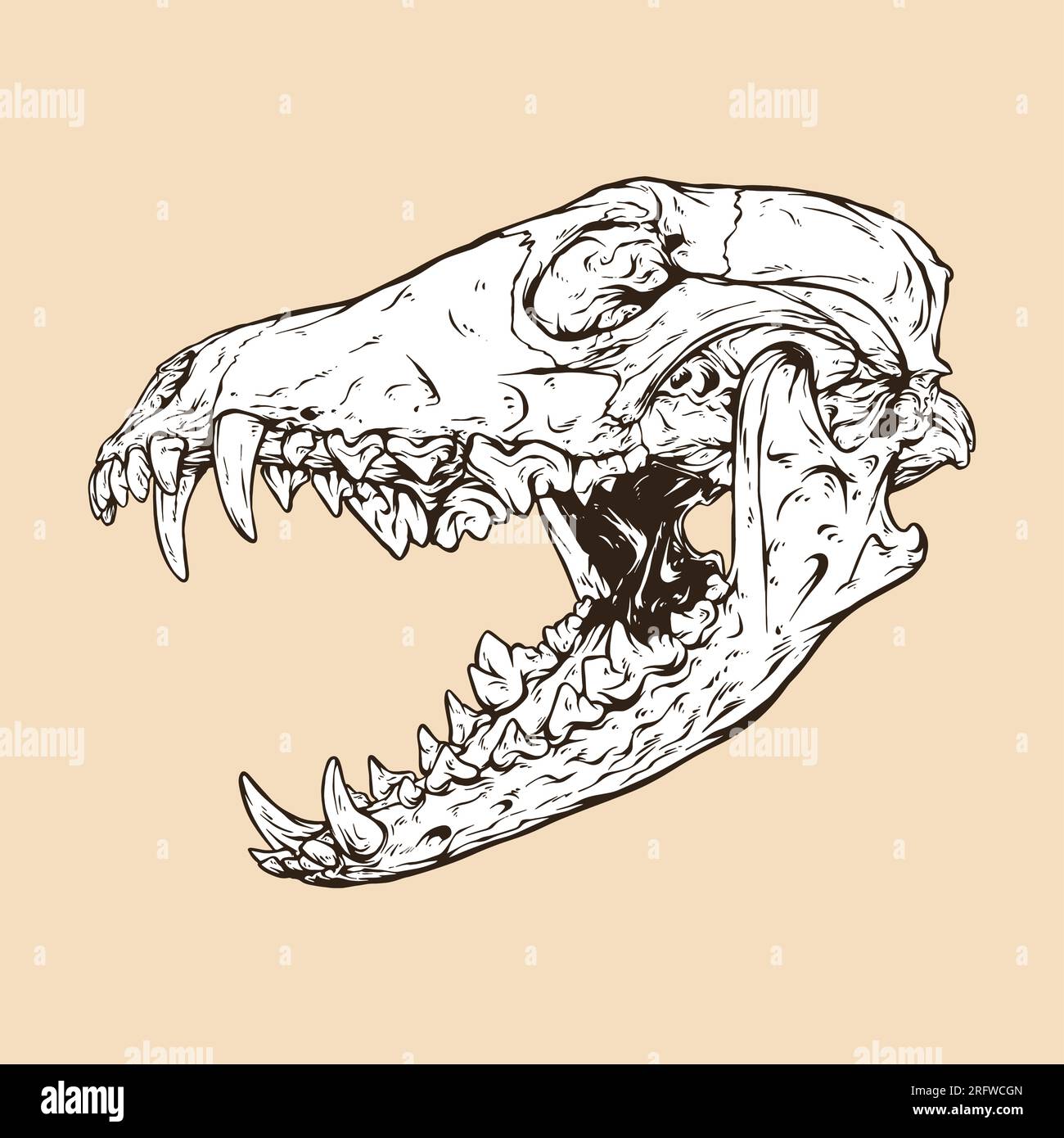 illustration vectorielle de tête de crâne de coyote Illustration de Vecteur