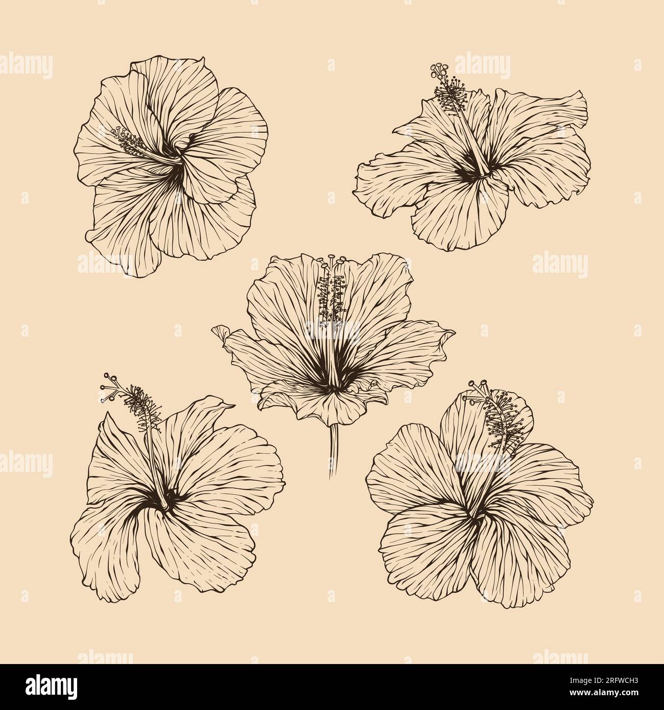 Définir l'illustration vectorielle de collection de fleurs hibiscus avec dessin au trait Illustration de Vecteur