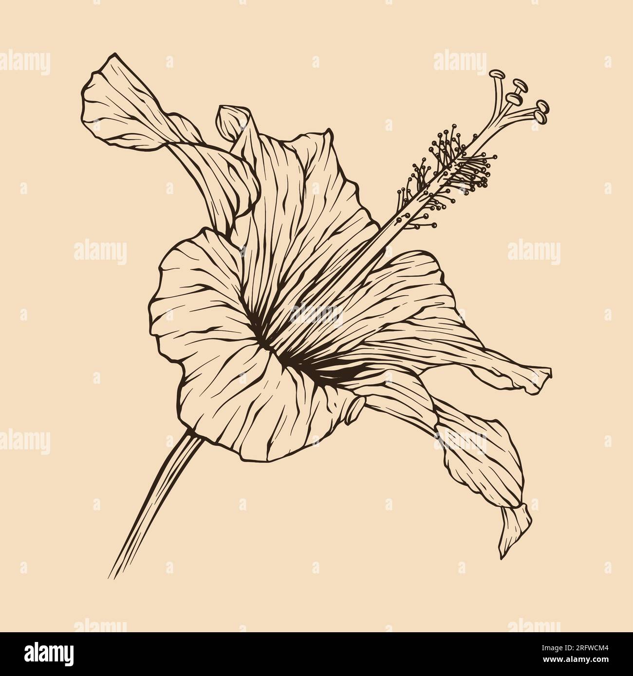 Illustration vectorielle de fleur d'hibiscus avec dessin au trait Illustration de Vecteur