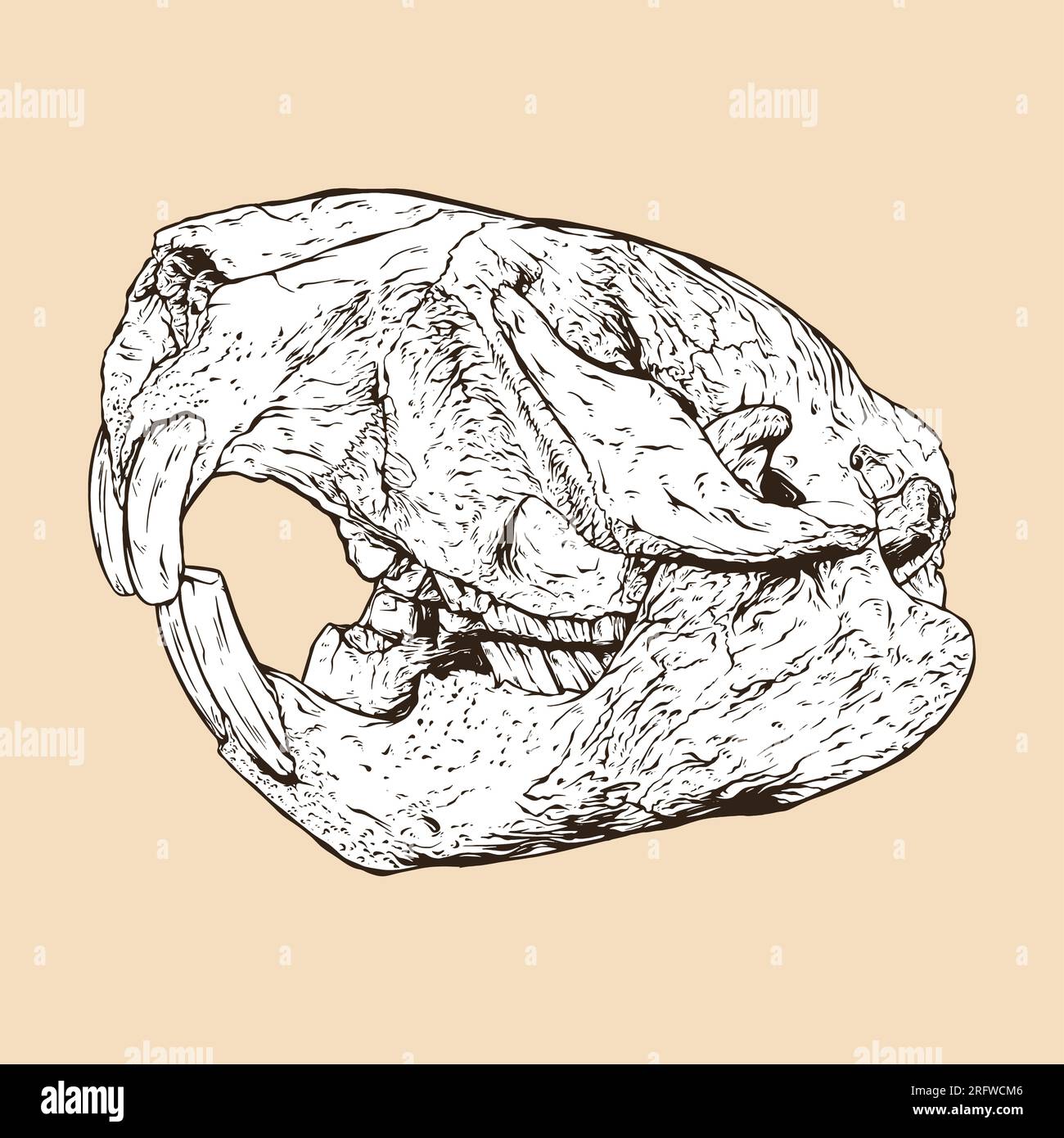 illustration vectorielle de tête de crâne de castor Illustration de Vecteur