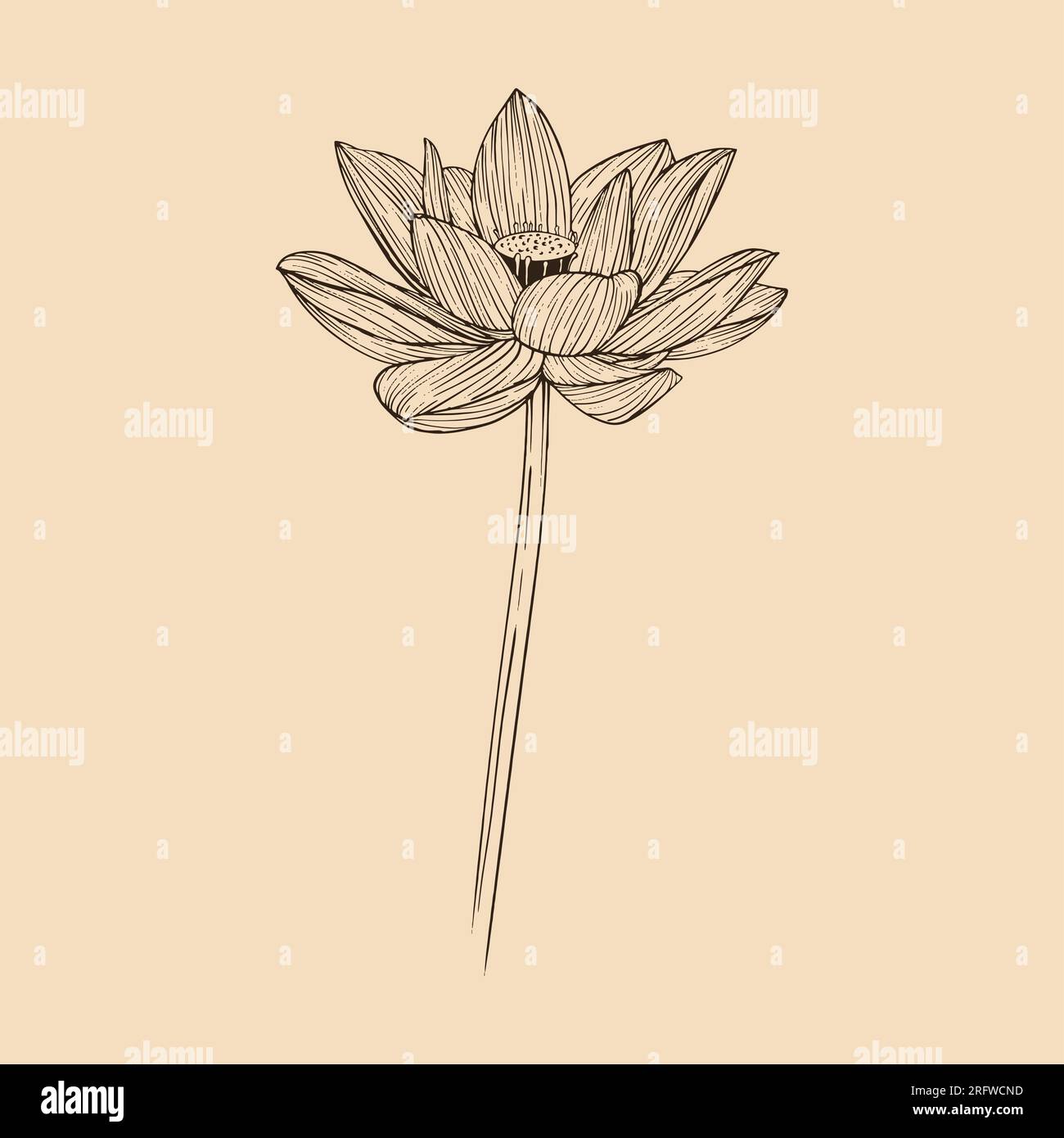 Illustration vectorielle de fleur de Lotus avec art au trait Illustration de Vecteur