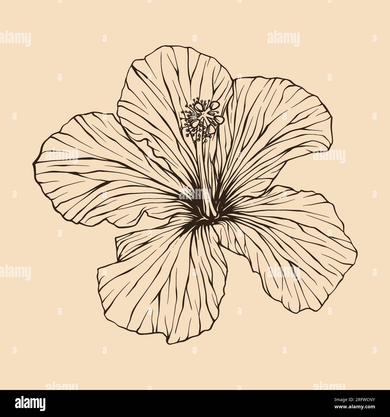 Illustration vectorielle de fleur d'hibiscus avec dessin au trait Illustration de Vecteur