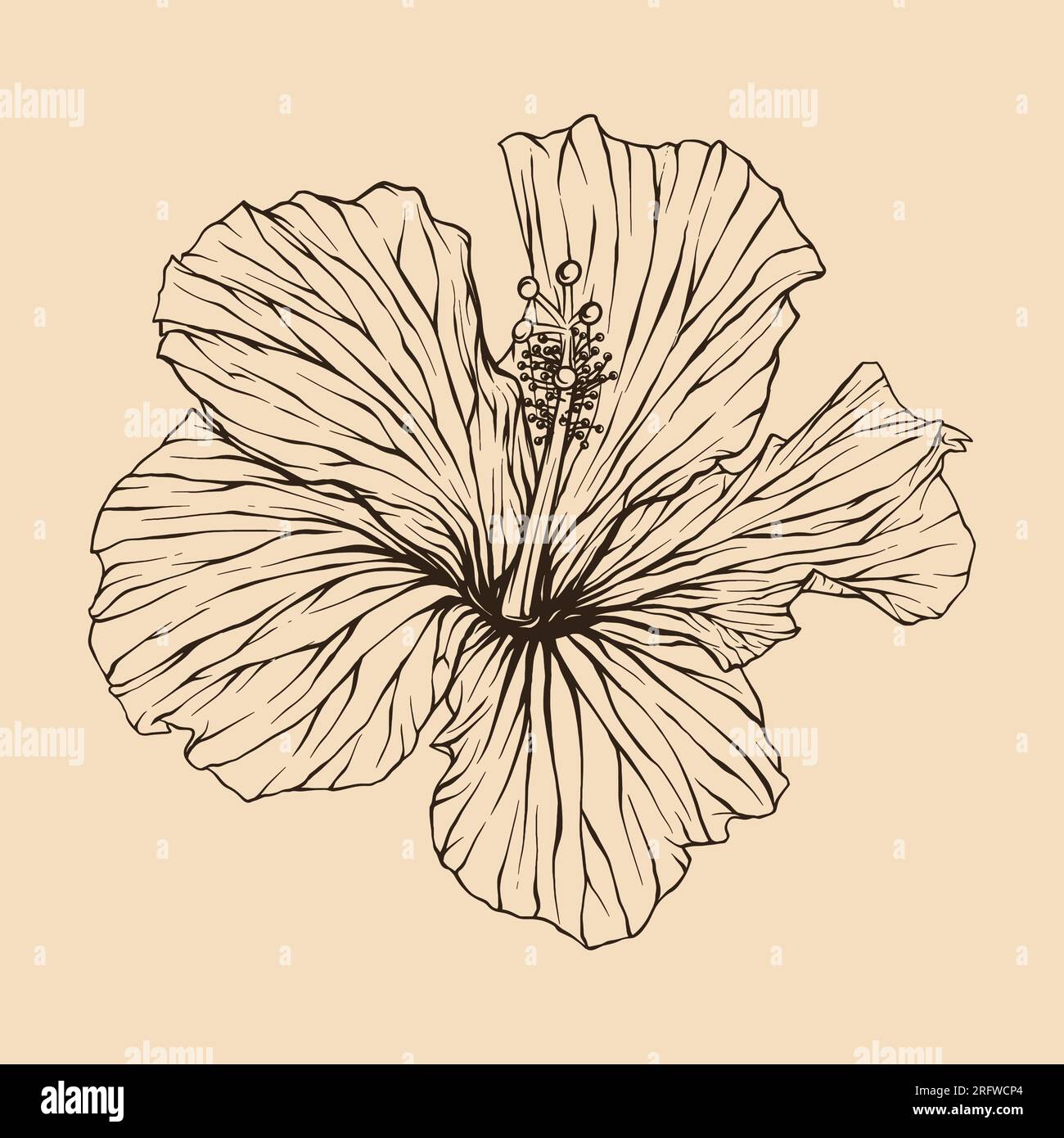 Illustration vectorielle de fleur d'hibiscus avec dessin au trait Illustration de Vecteur