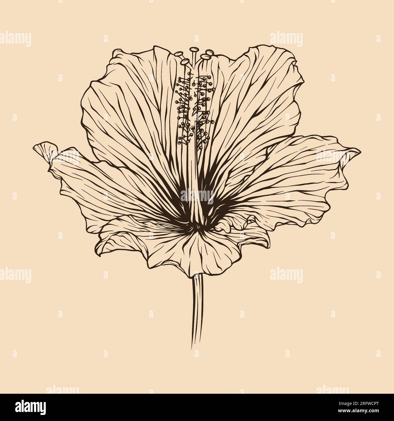 Illustration vectorielle de fleur d'hibiscus avec dessin au trait Illustration de Vecteur