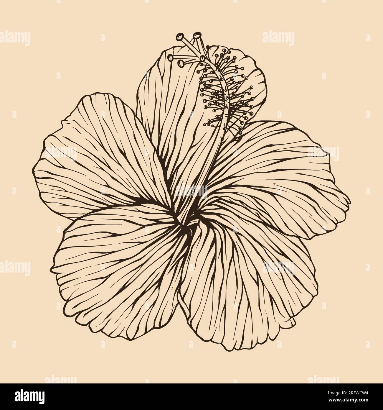 Illustration vectorielle de fleur d'hibiscus avec dessin au trait Illustration de Vecteur