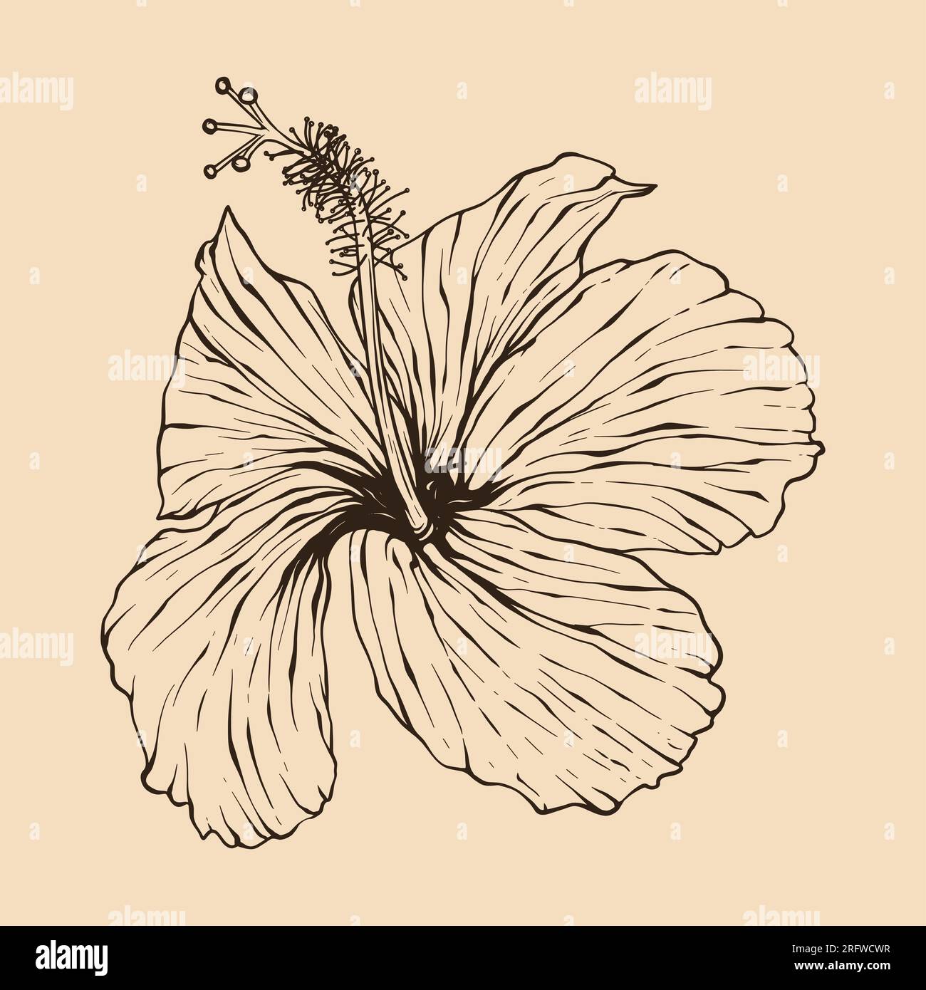 Illustration vectorielle de fleur d'hibiscus avec dessin au trait Illustration de Vecteur