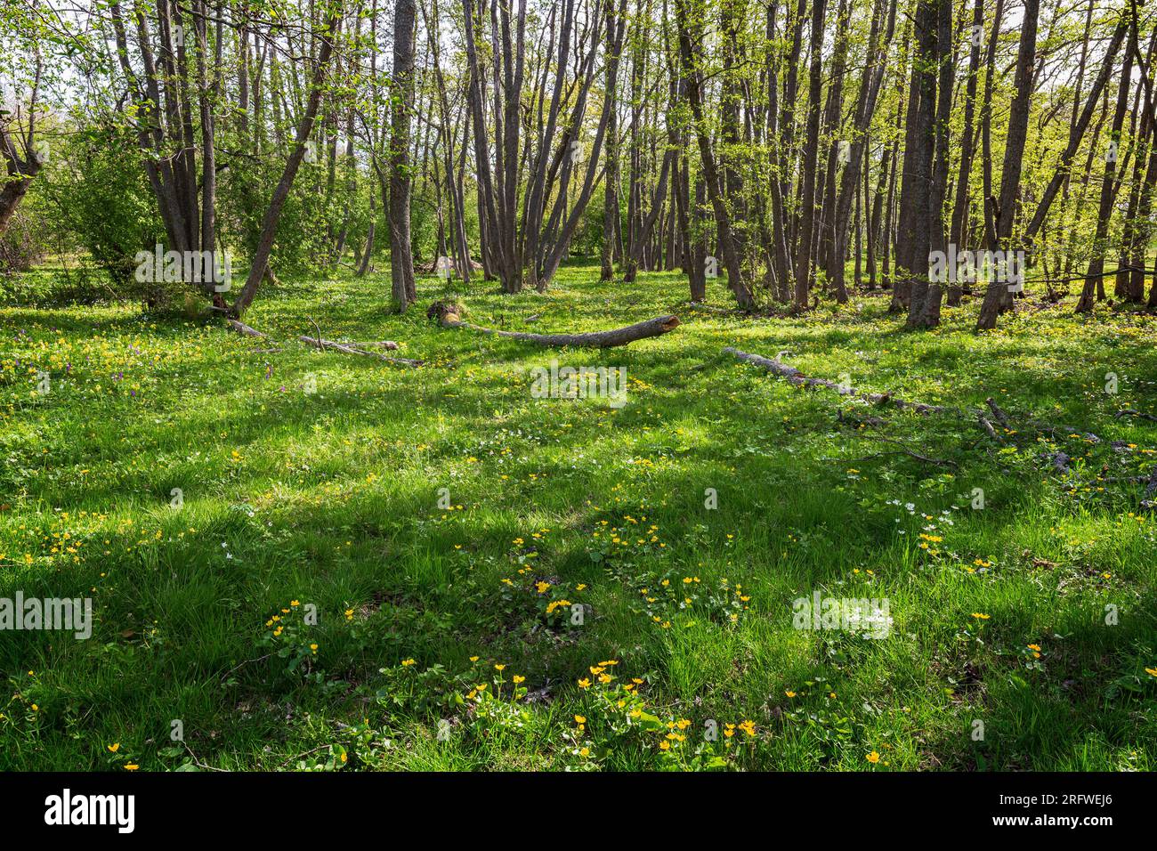 Arbres et fleurs sauvages dans un bosquet luxuriant le long du sentier naturel de la réserve naturelle de Nåtö dans les îles Åland, Finlande, par une journée ensoleillée au printemps. Banque D'Images