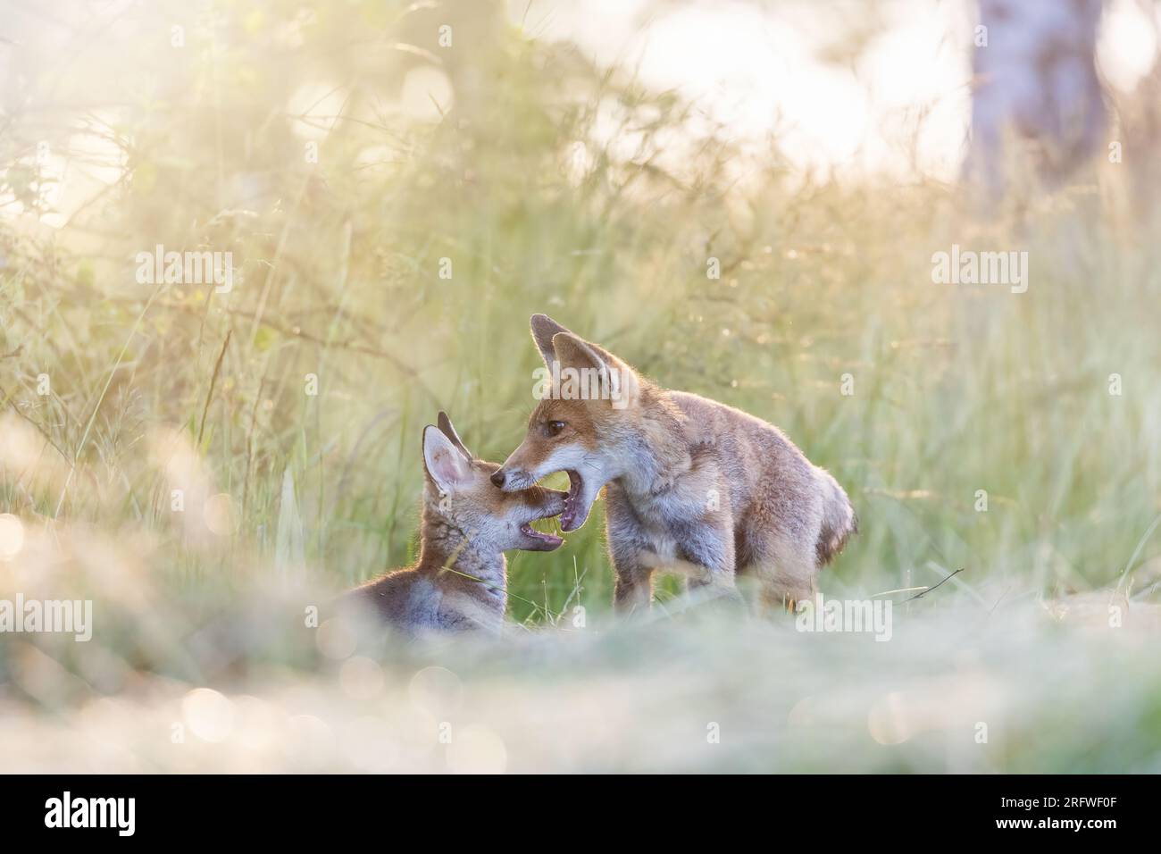 Paire de mignons renard oursons joue dans le champ à la lumière du soleil. Horizontalement. Banque D'Images