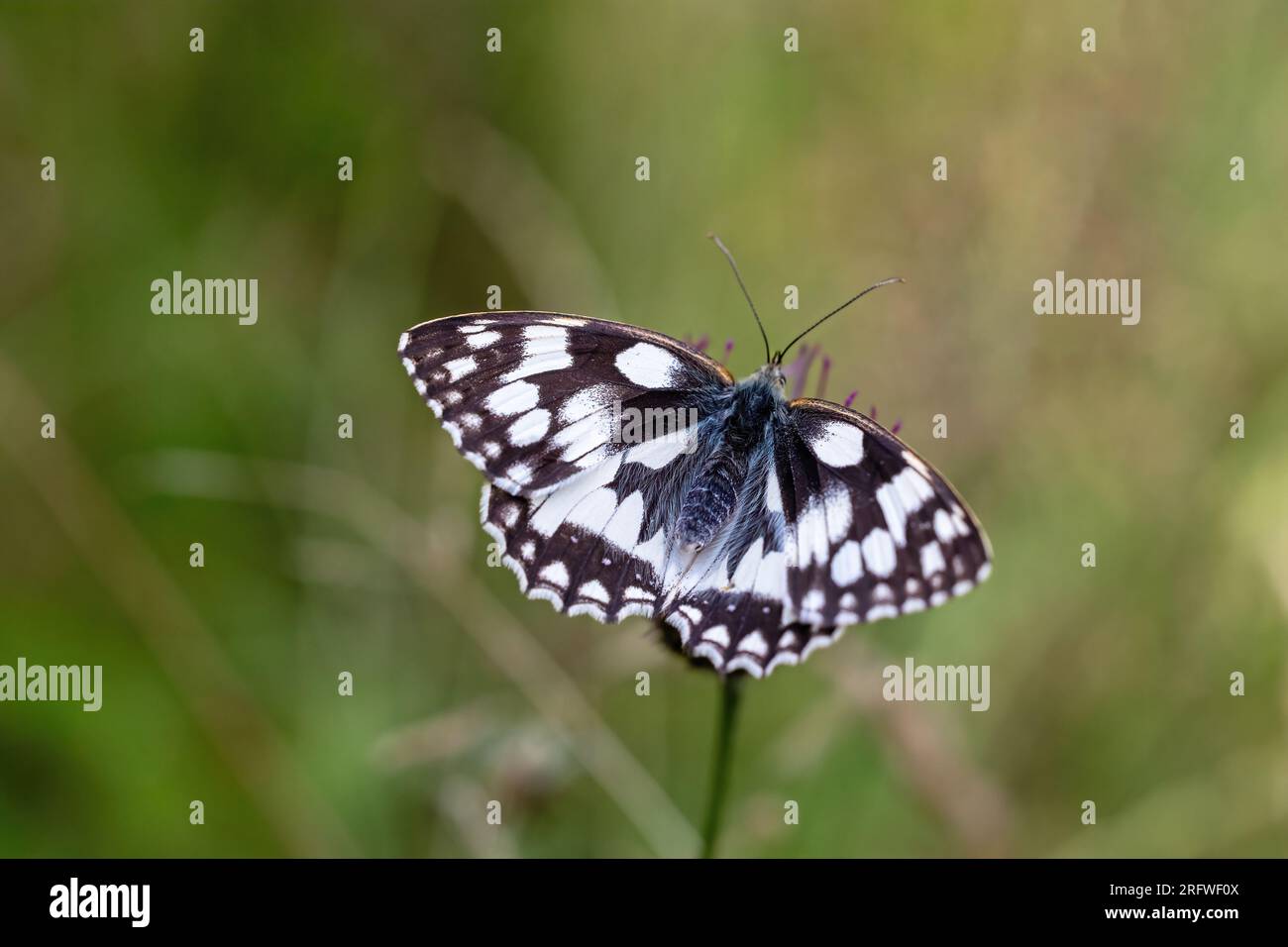 Le papillon blanc marbré (Melanargia galathea) pose avec les ailes ouvertes. Horizontalement. Banque D'Images
