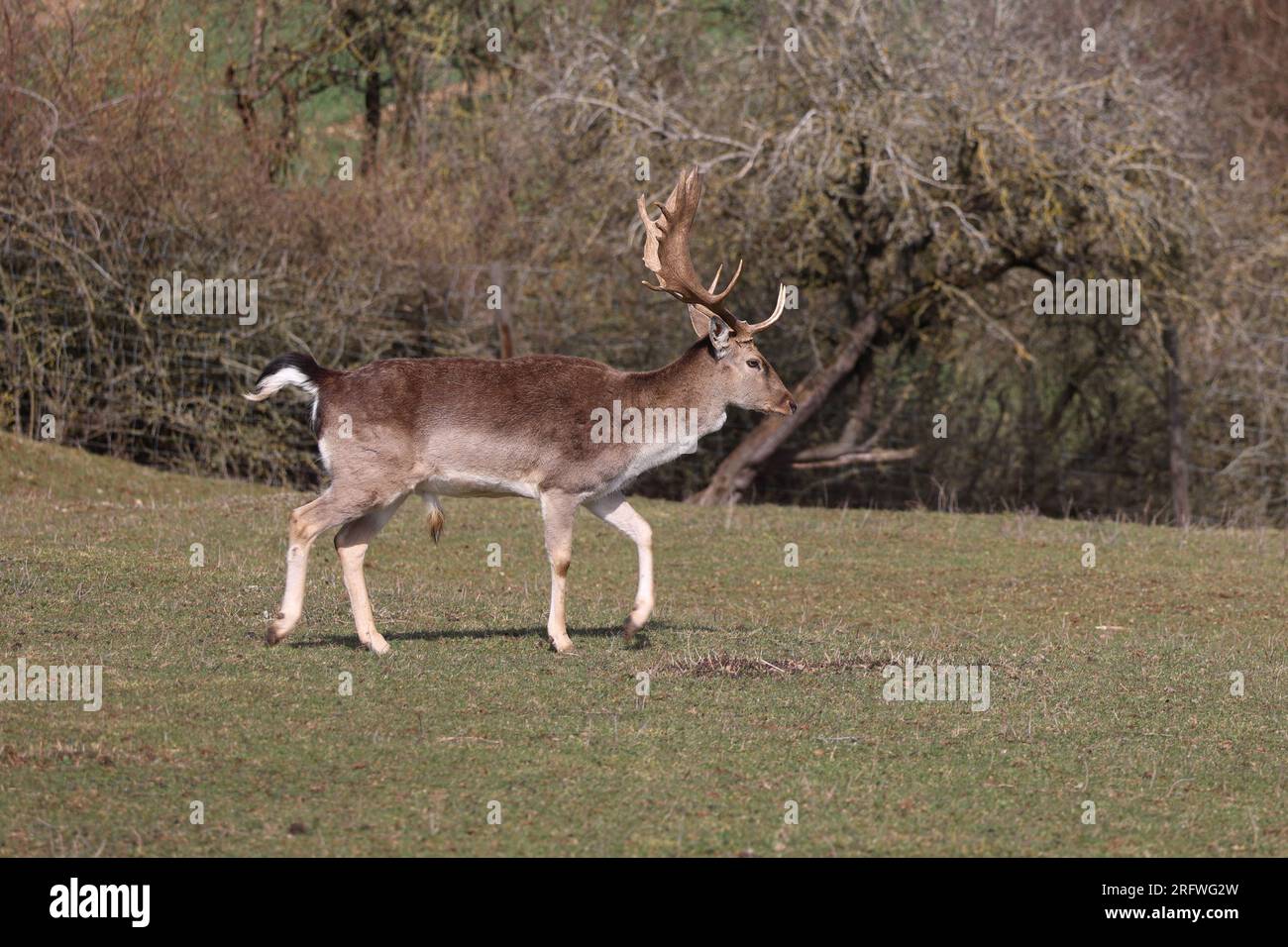Cerf au bord de la forêt. Banque D'Images