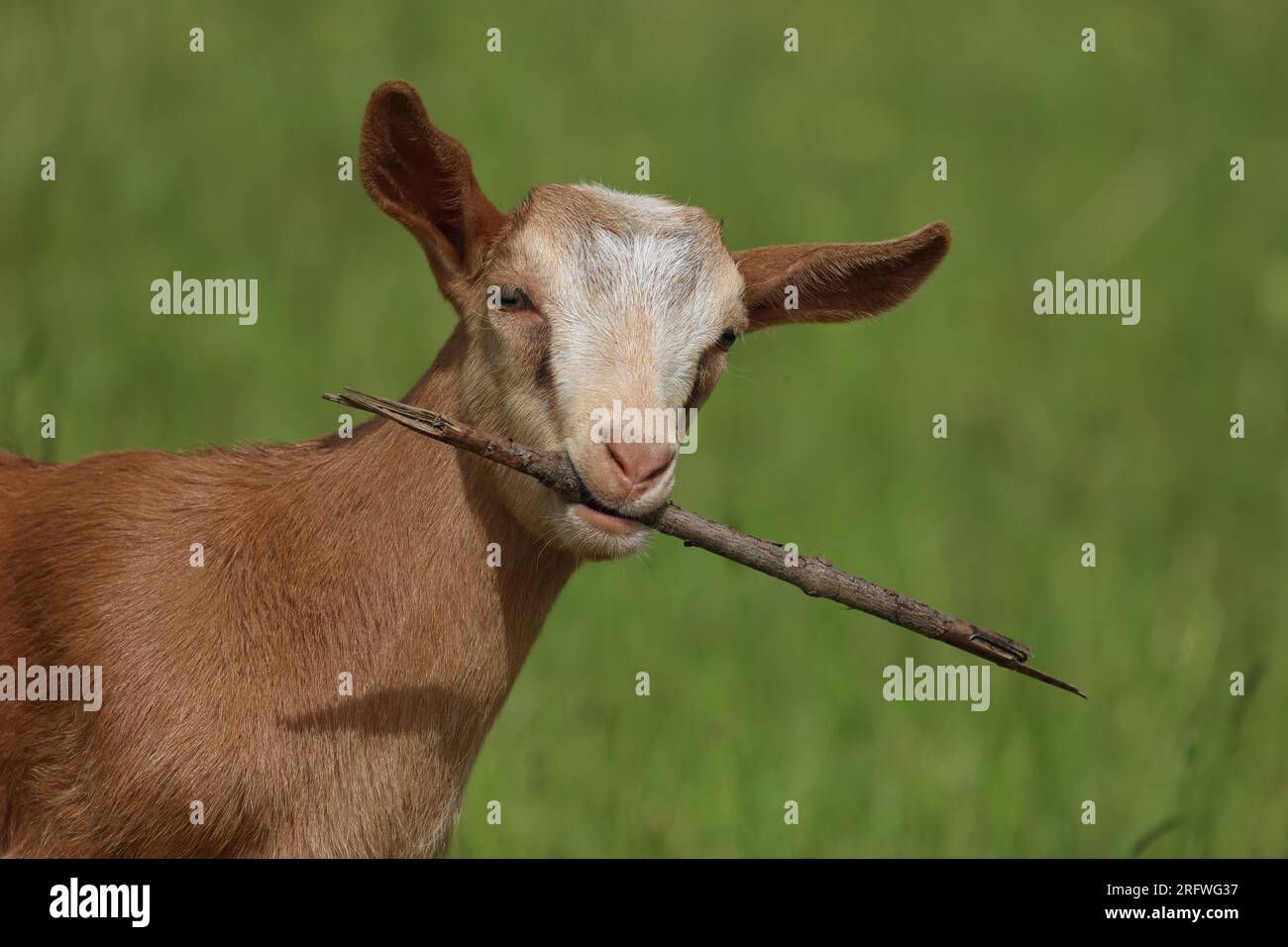 Little Goat joue avec une branche sèche. Banque D'Images